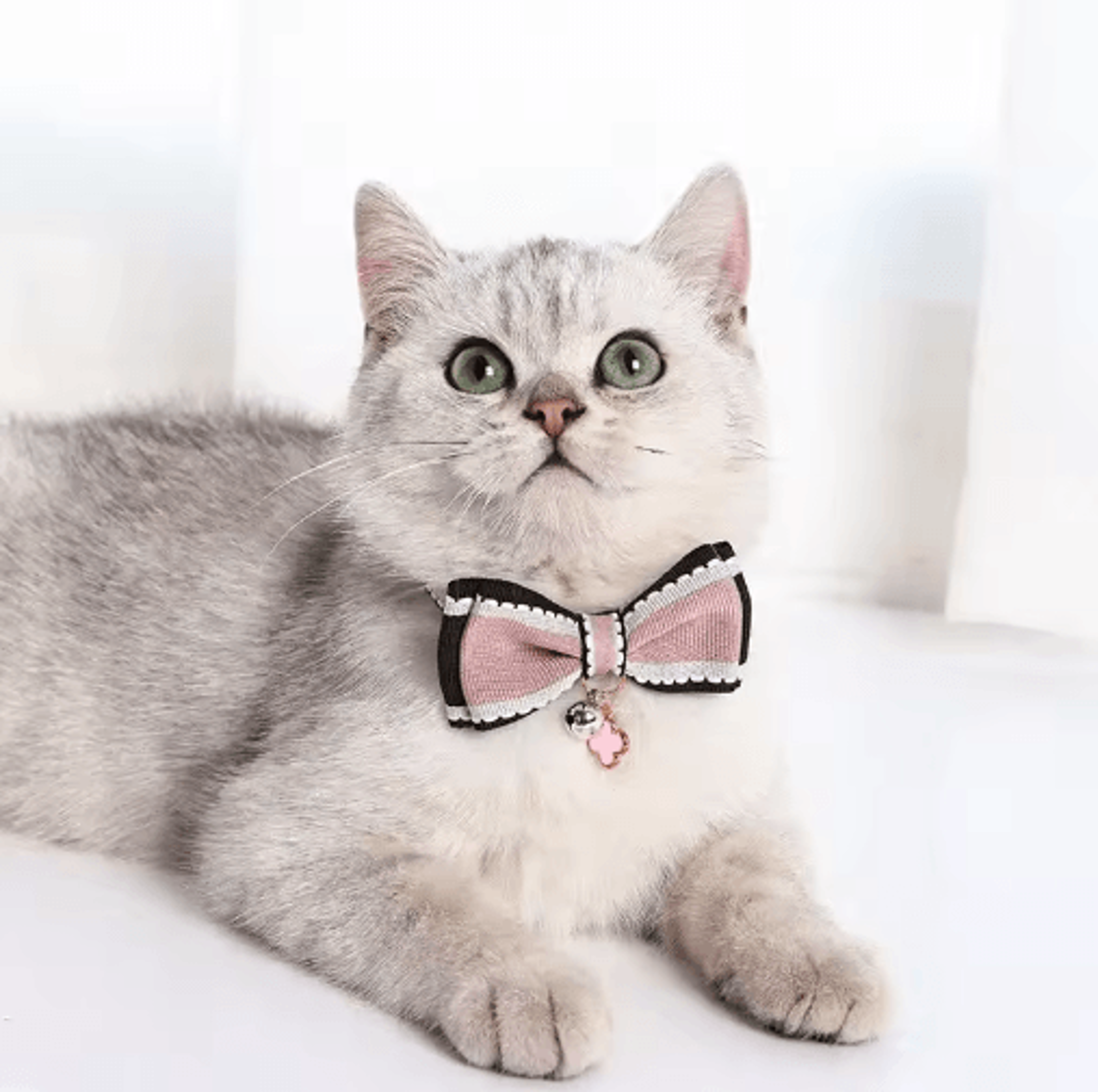 Bella Bow Pet Collar With Bell Adjustable Bow Tie Collar For Cats Kittens  Small Dogs 6