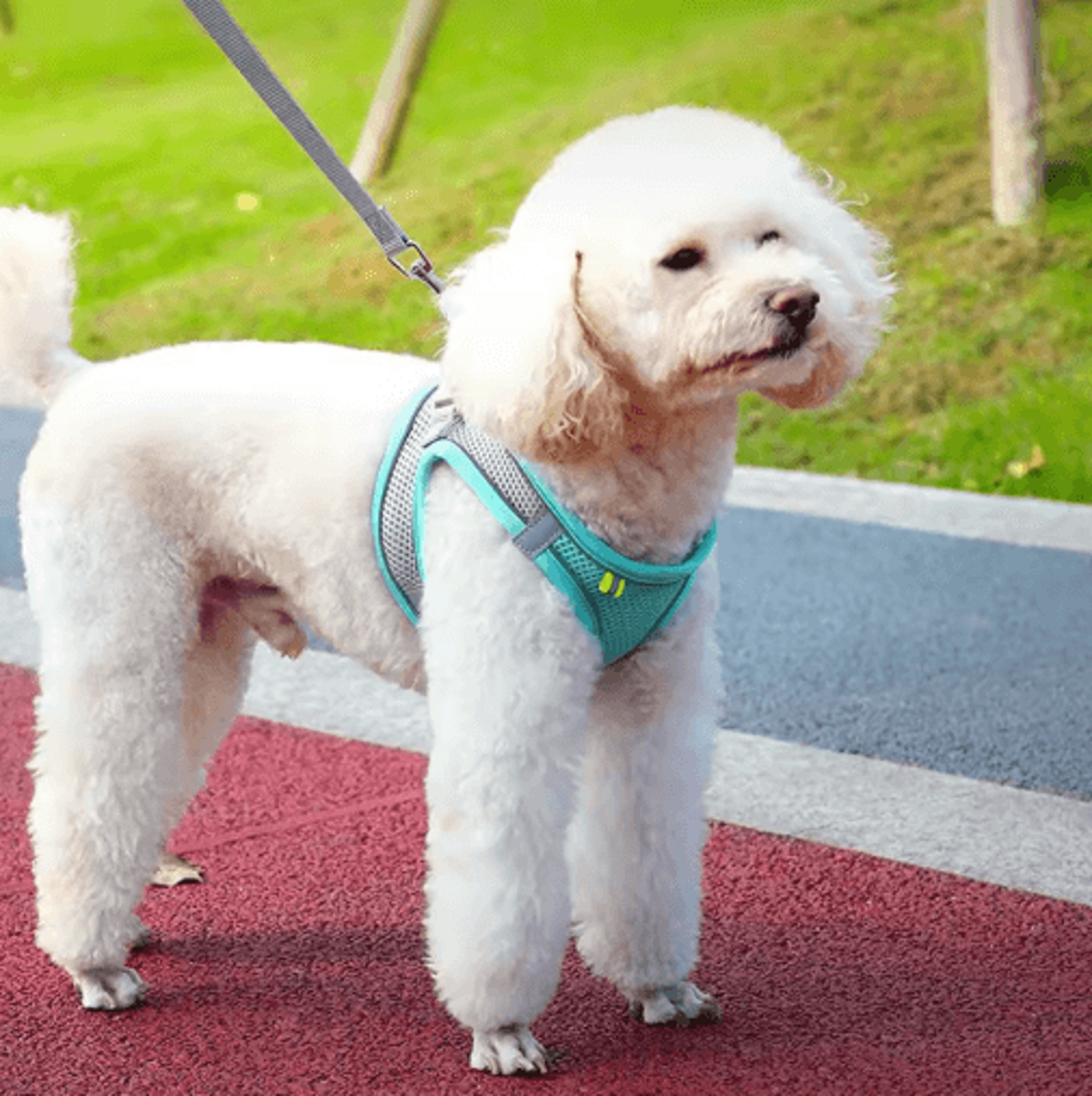 ReflectaFit Pet Harness  Leash Set  Breathable Reflective Vest Harness For Cats  Small Dogs 8