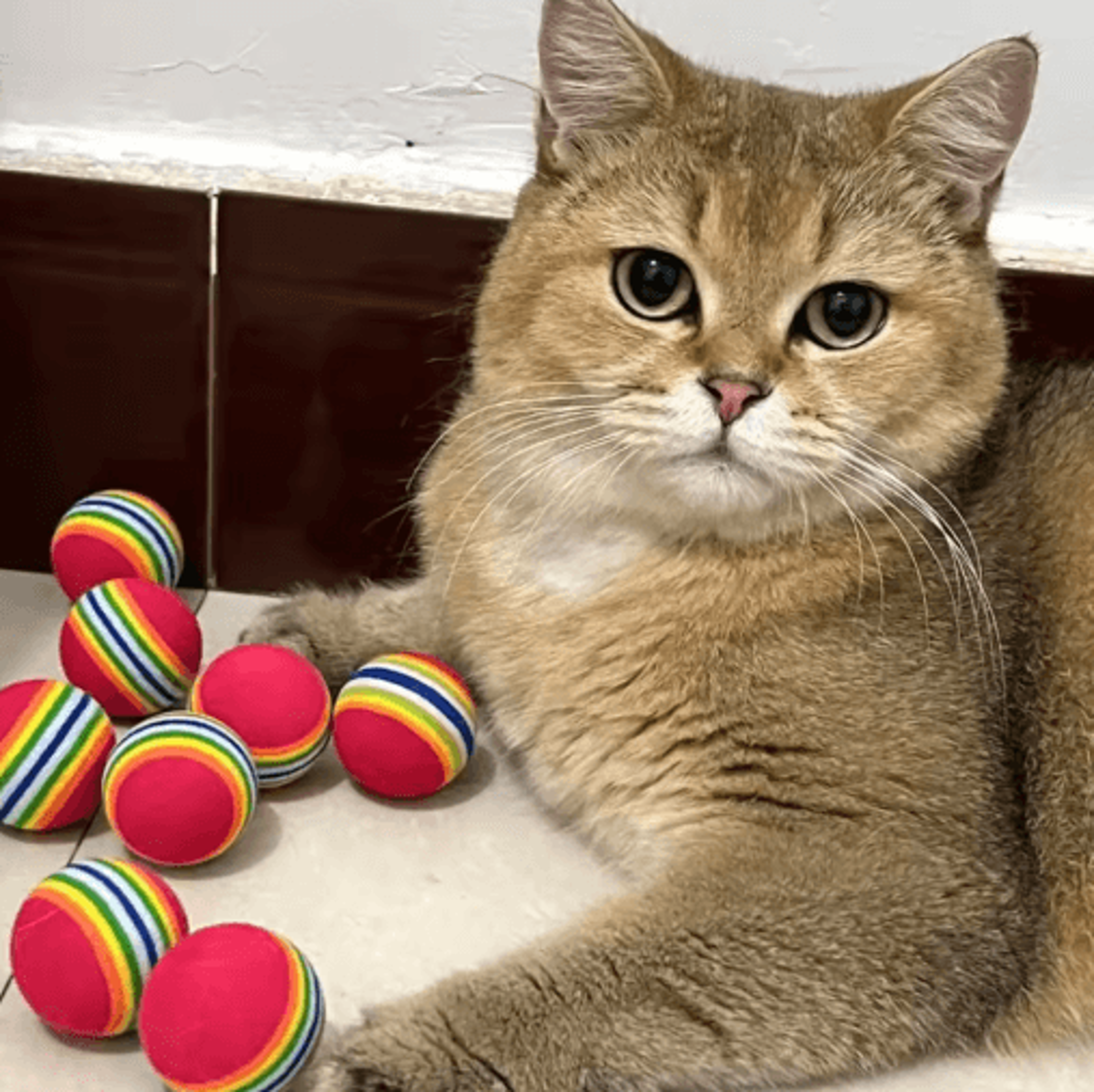 RainbowBounce EVA Pet Ball Set  BiteResistant Interactive Balls For Cats Kittens  Puppies 7