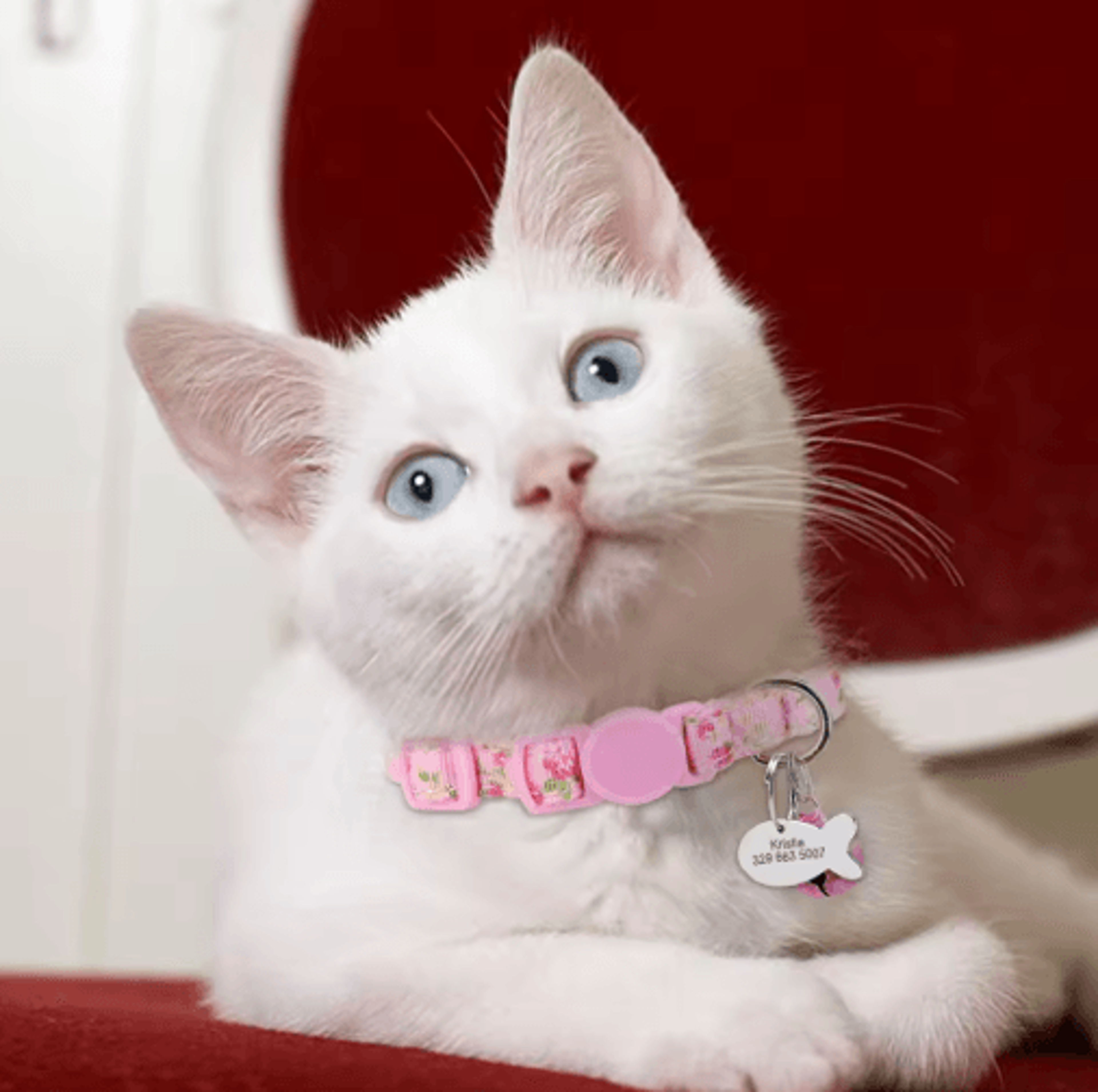 Personalized Engraved Nylon Cat Collar With Custom ID Tag 7