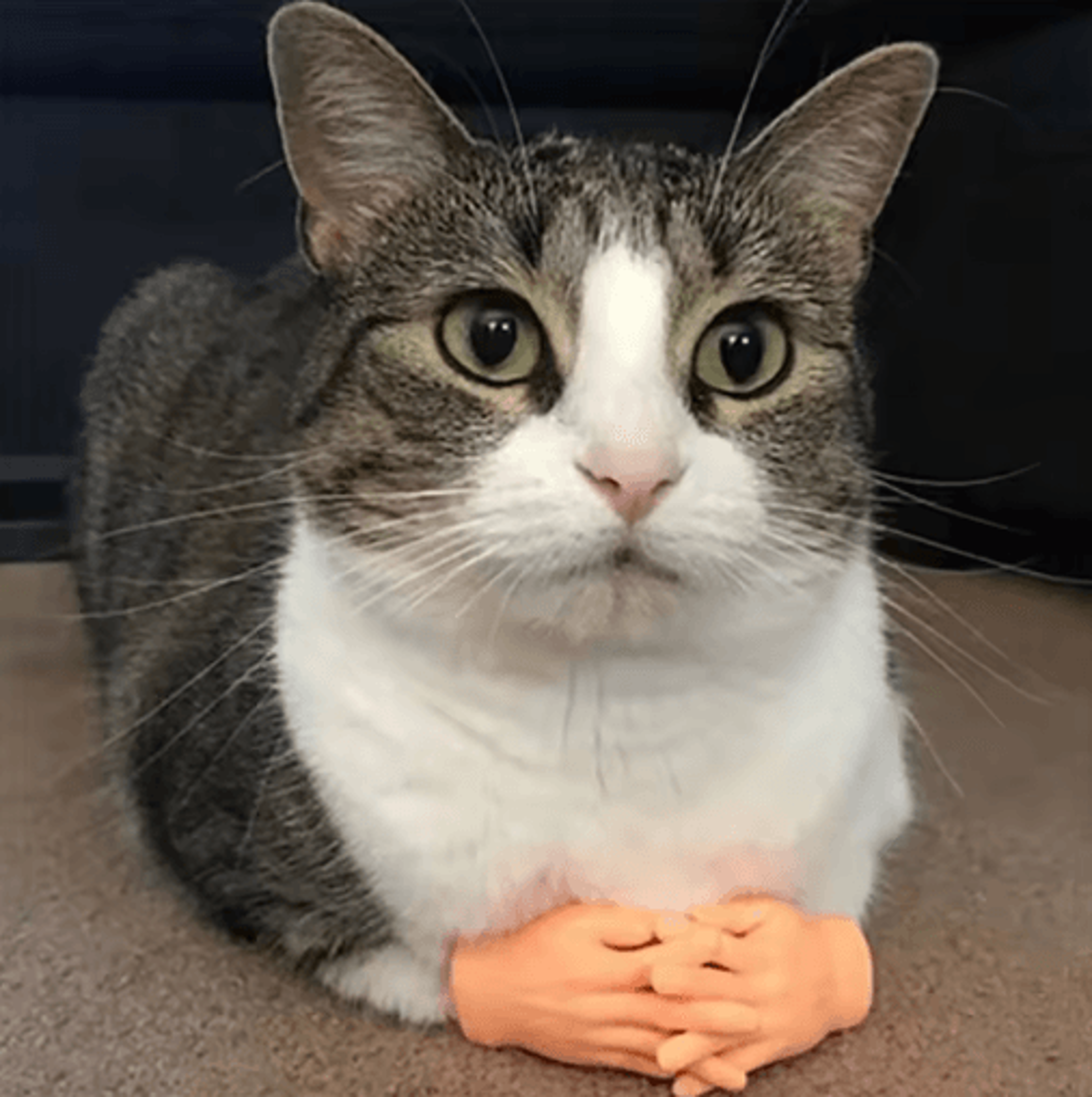 Mini Silicone Finger Gloves Cat Massage Toy For Interactive Play  Fun Bonding 0