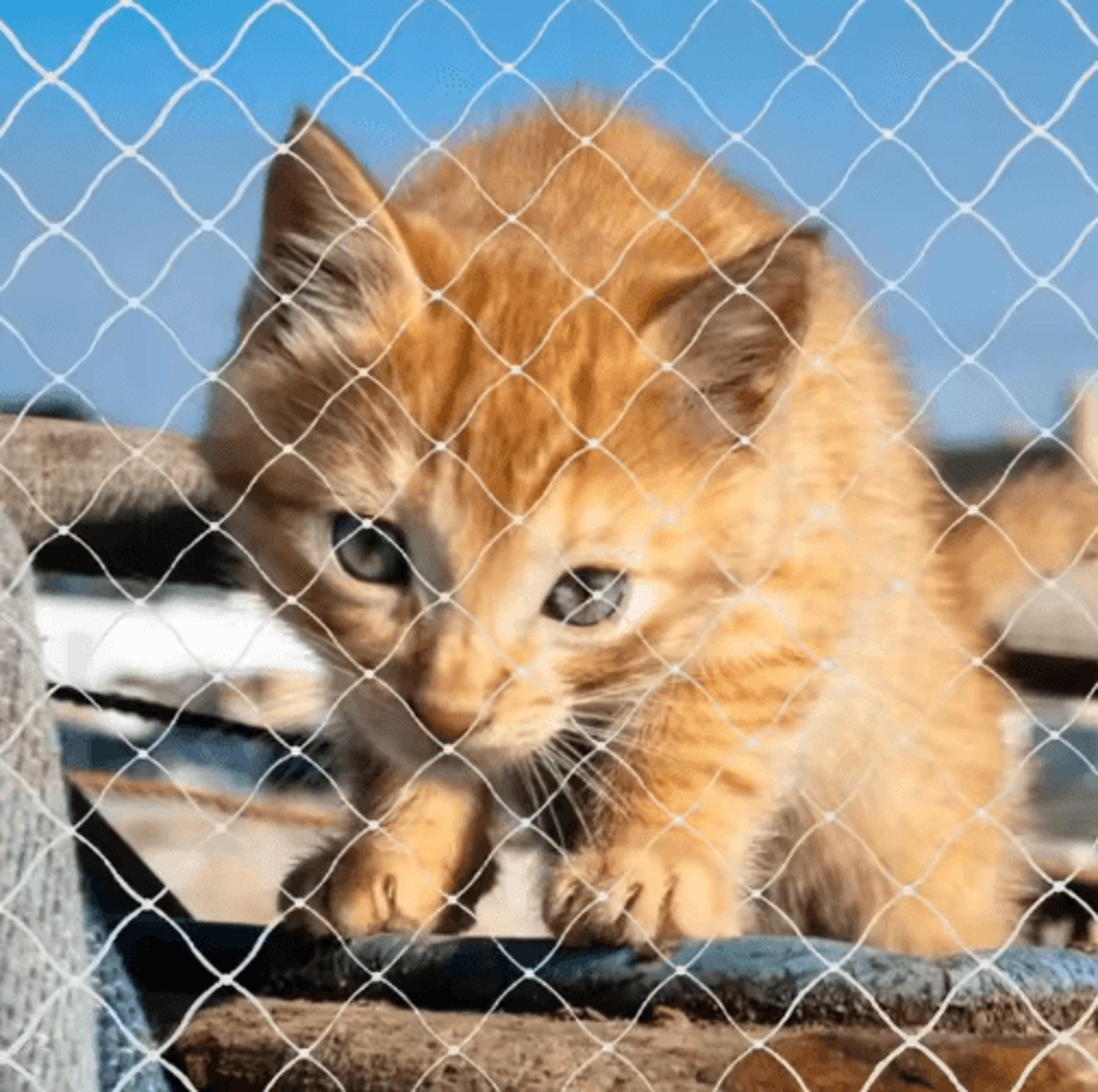 Pet Safety Net For Balconies  Durable Cat  Bird Protection Netting 6