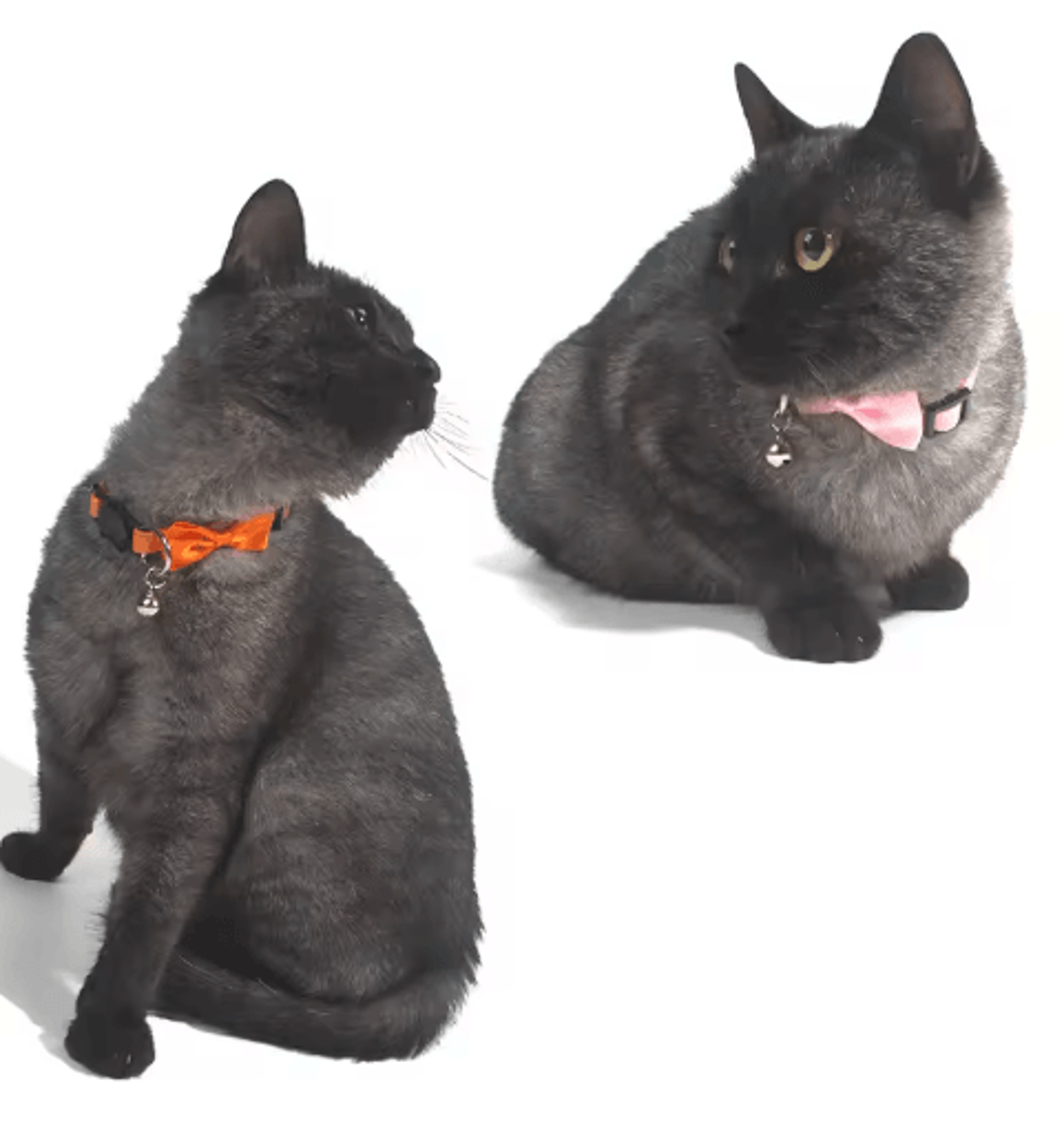 Adjustable Bow Bell Cat Collar Cute Multicolor Pet Collar For Cats  Small Pets 10