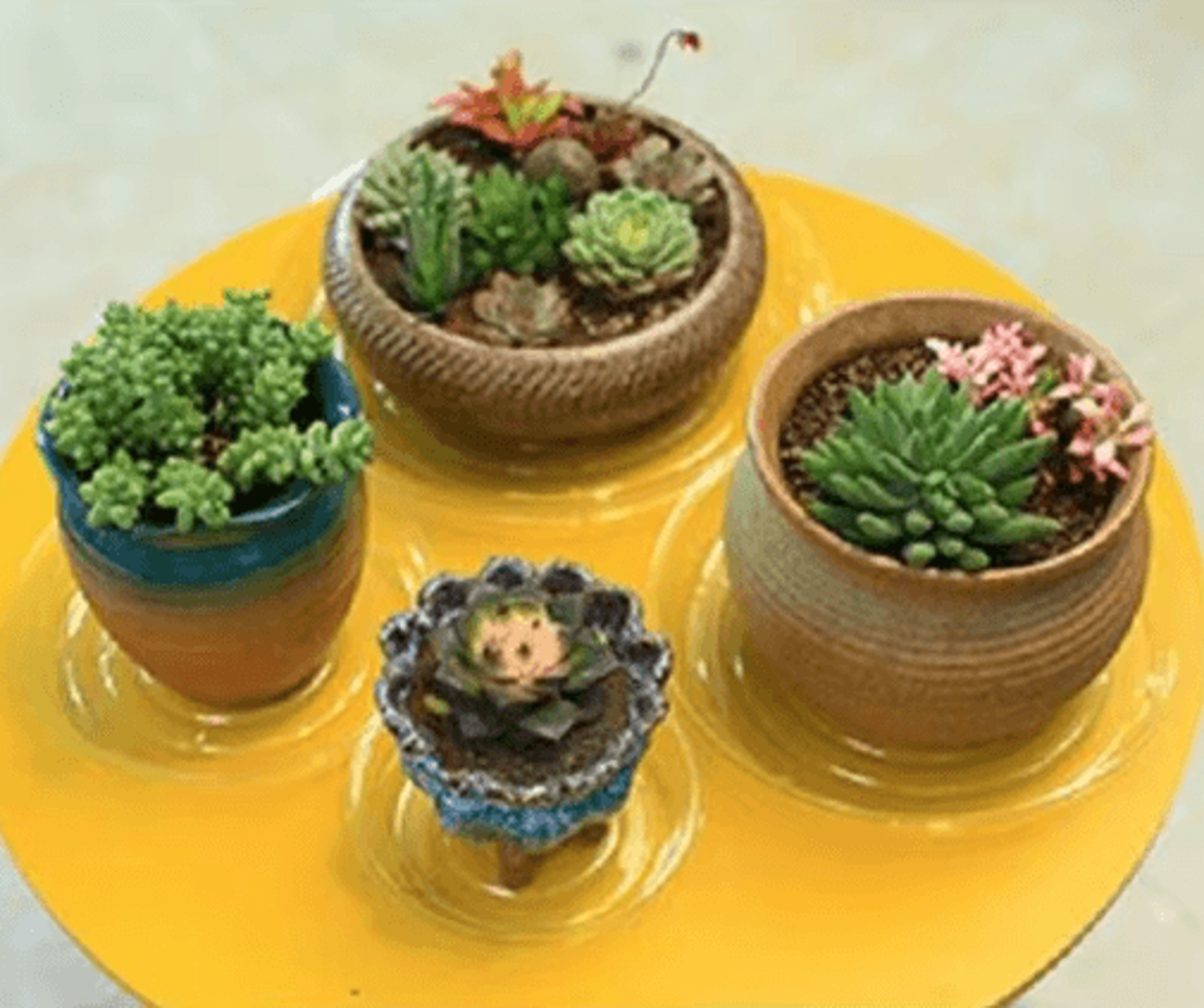 10PCS Clear Plastic Plant Saucers  Round Drip Trays For Flower Pots Seedlings  Home Organization 6