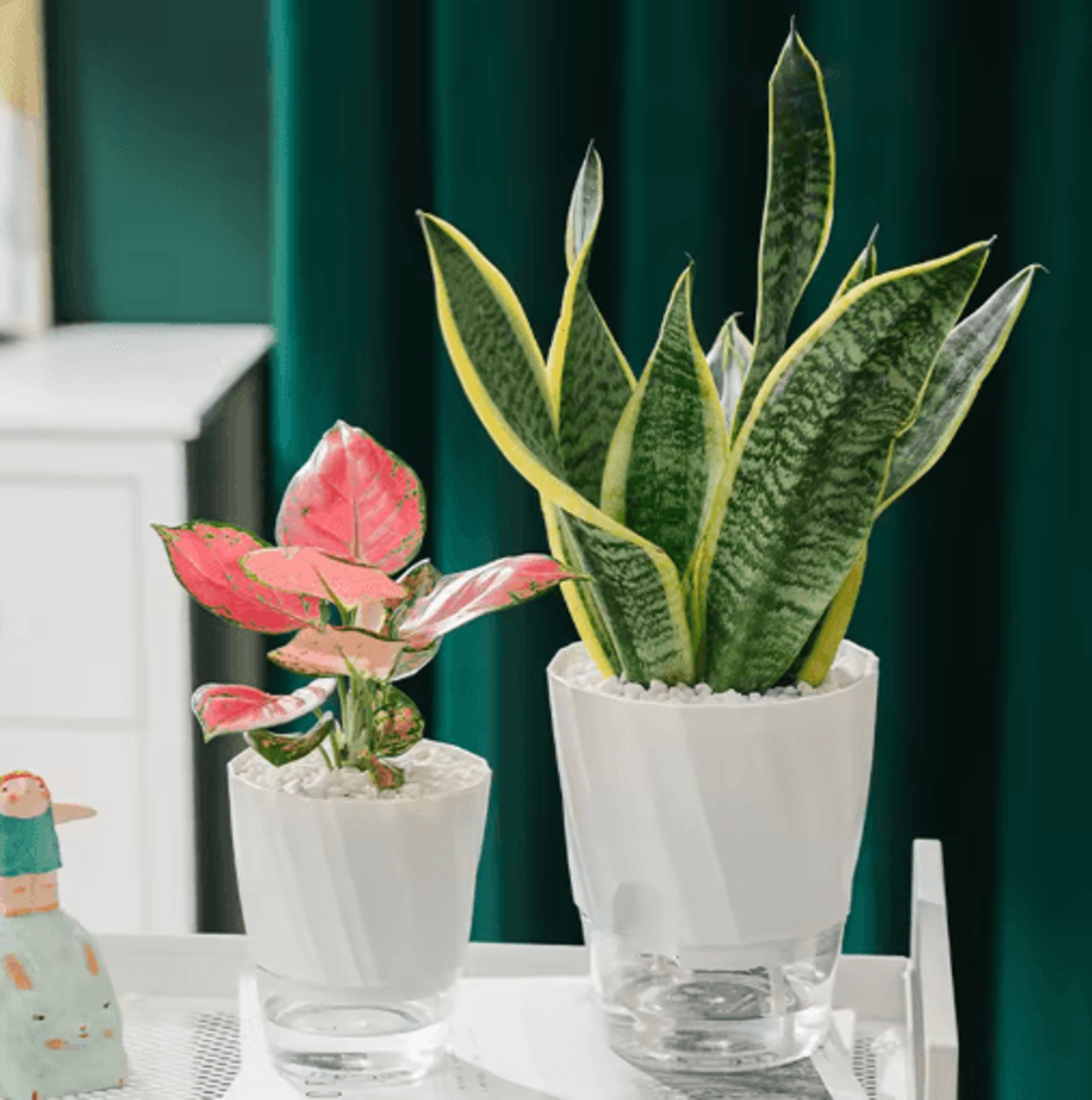 Lazy Hydroponic SelfWatering Planter  Transparent Double Layer Automatic WaterAbsorbing Flower Pot  5