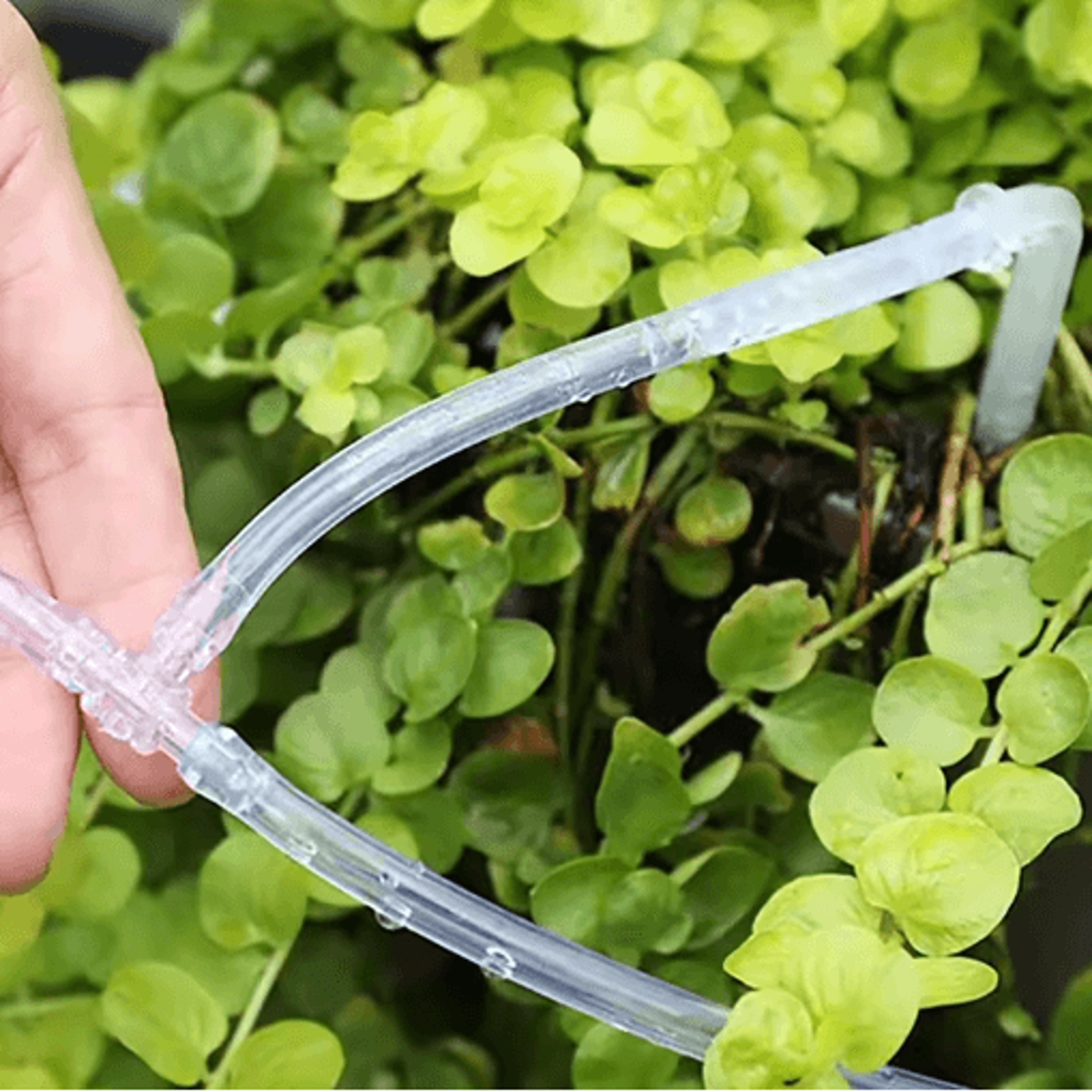 Transparent Adjustable Arrow Dripper  14 Micro Drip Irrigation Connector For 47mm Garden Hose 11