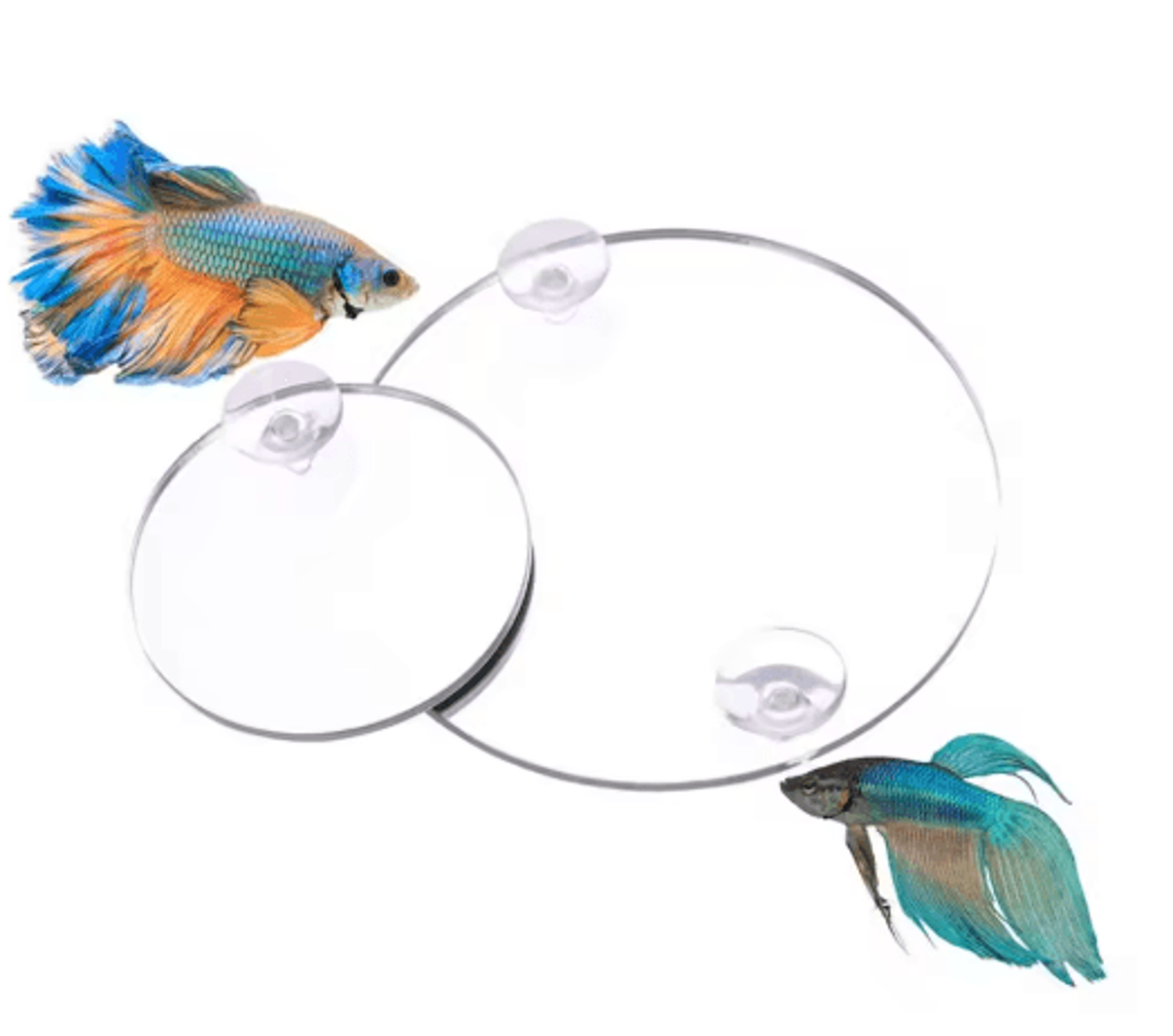 DoubleSided Betta Fish Training Mirror Aquarium Decoration 5