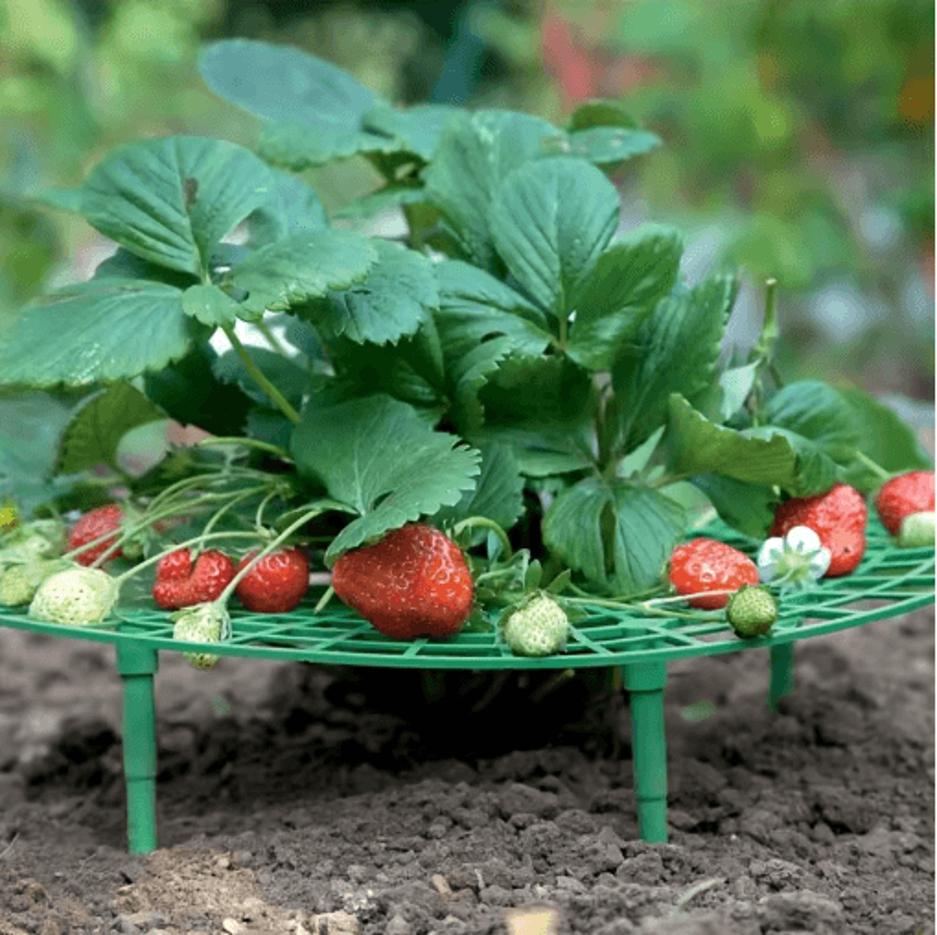 510Piece Strawberry Plant Support Stands 6