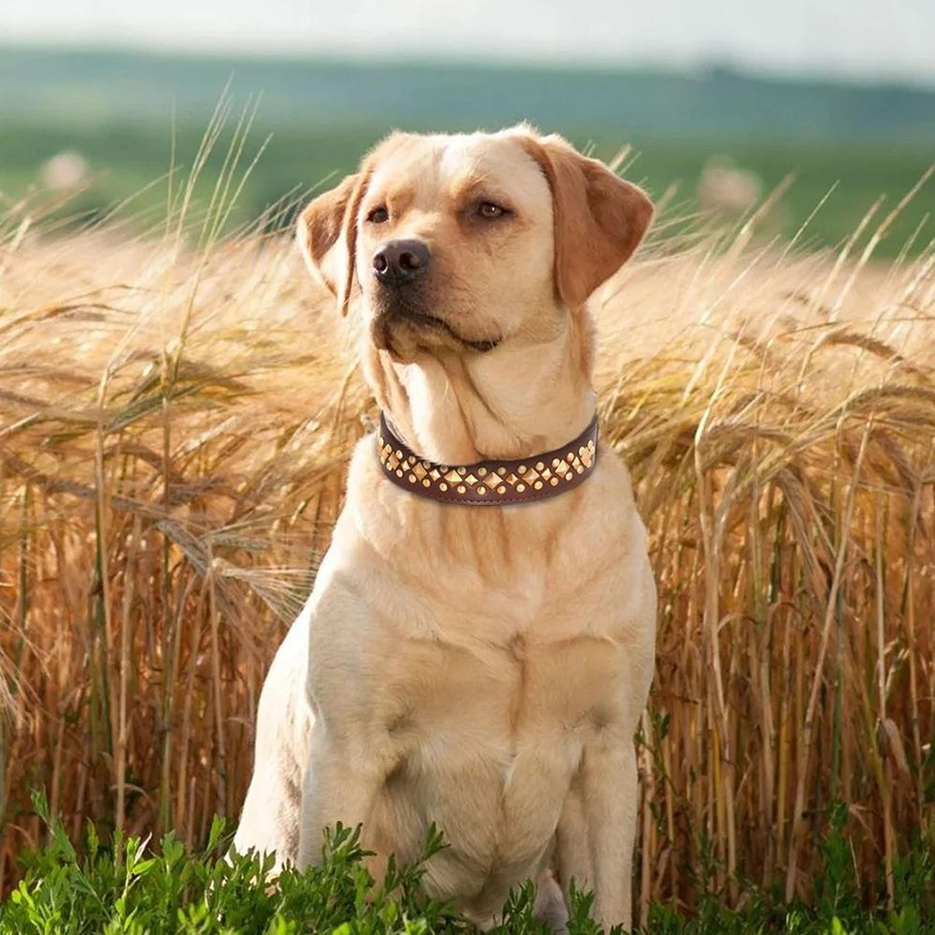 Spiked Leather Dog Collar For Strong And Stylish Dogs 5