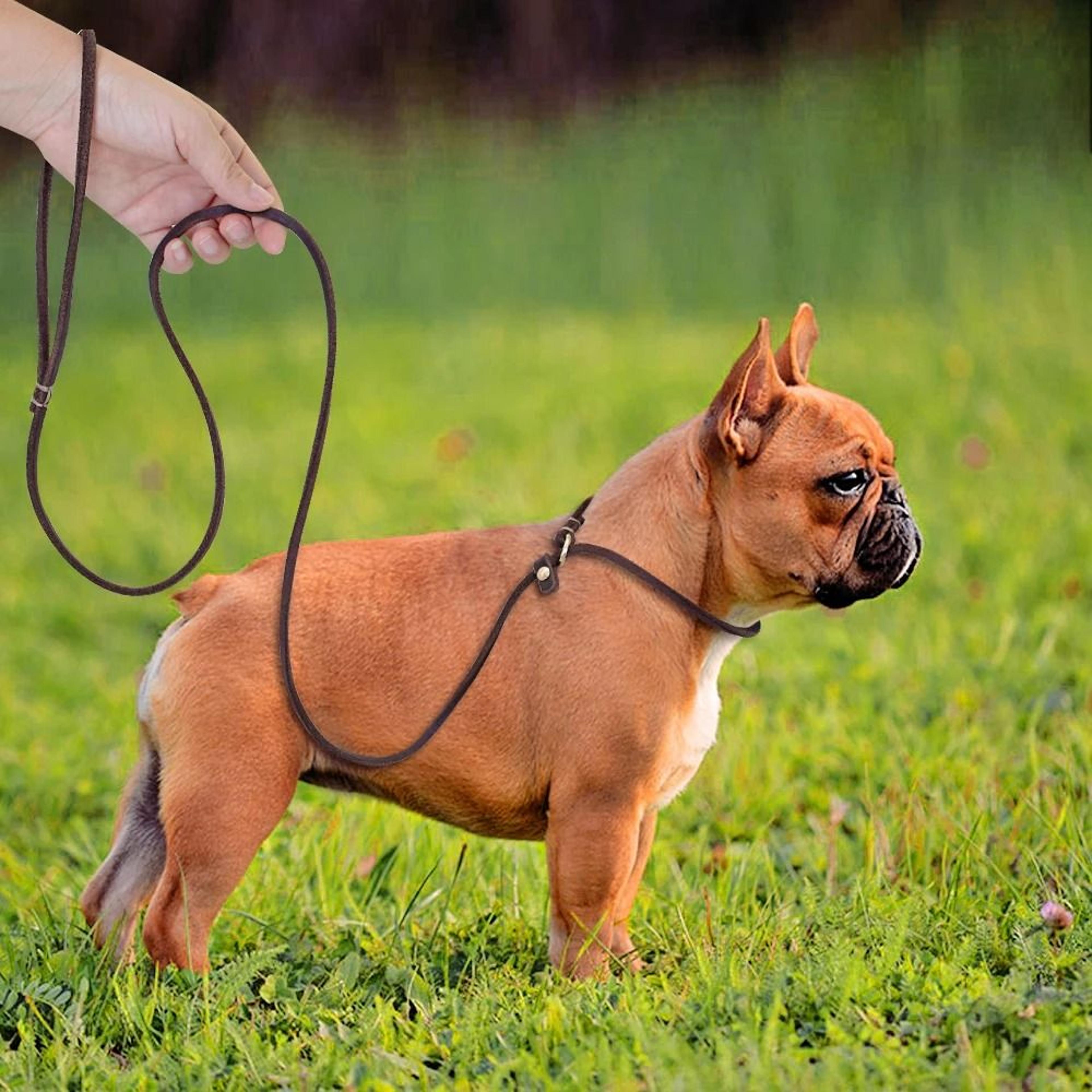 Leather Dog Leash With Slip Chain Collar For Small Dogs 4ft And 5ft Lengths 4