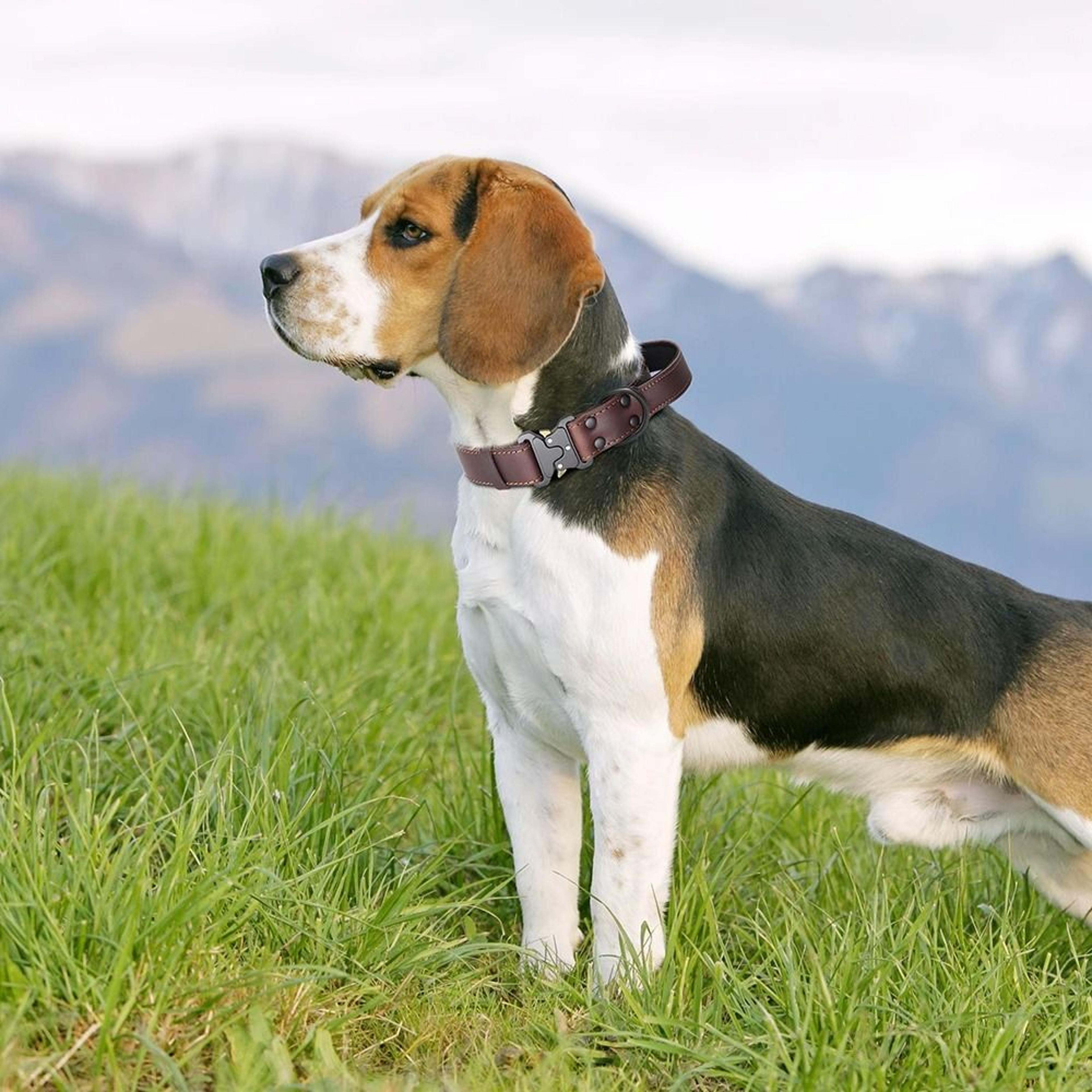 Genuine Leather Dog Collar With Handle And Safety Buckle For Medium And Large Dogs 6