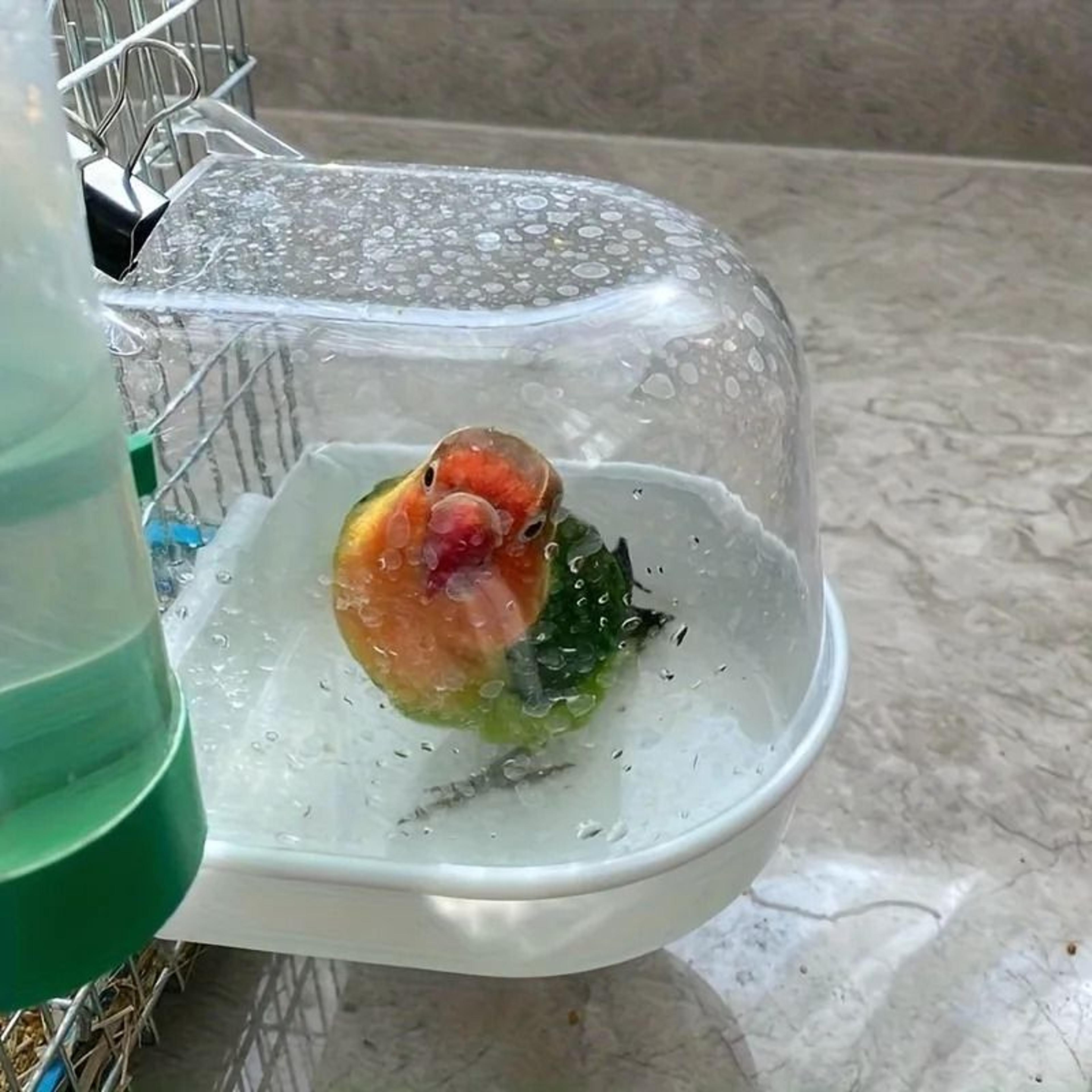 Transparent Bird Bath Tub Splash Proof Parrot Shower Box 7