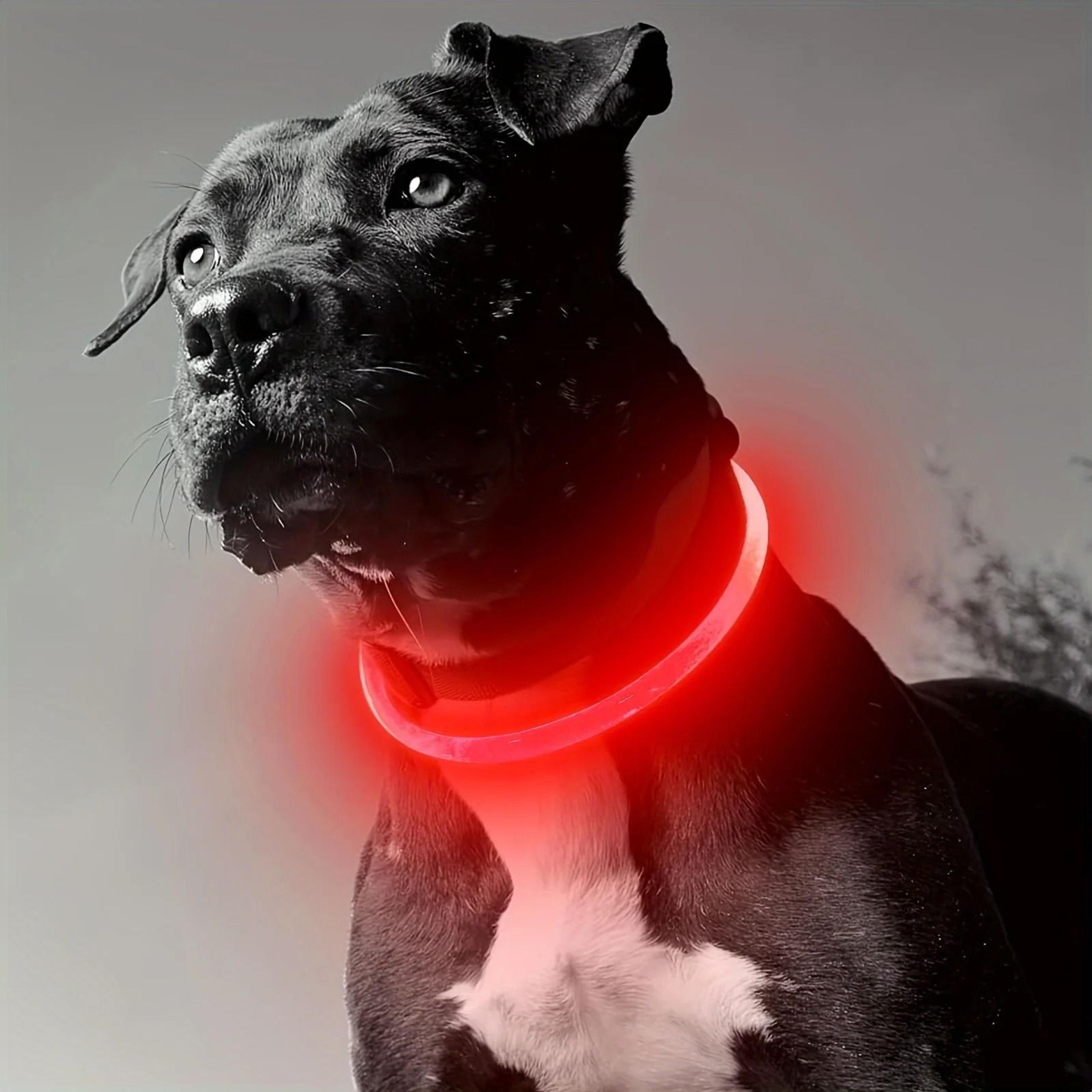 LED Dog Collar Rechargeable Glow Night Safety Luminous Pet Collar For Dogs 2