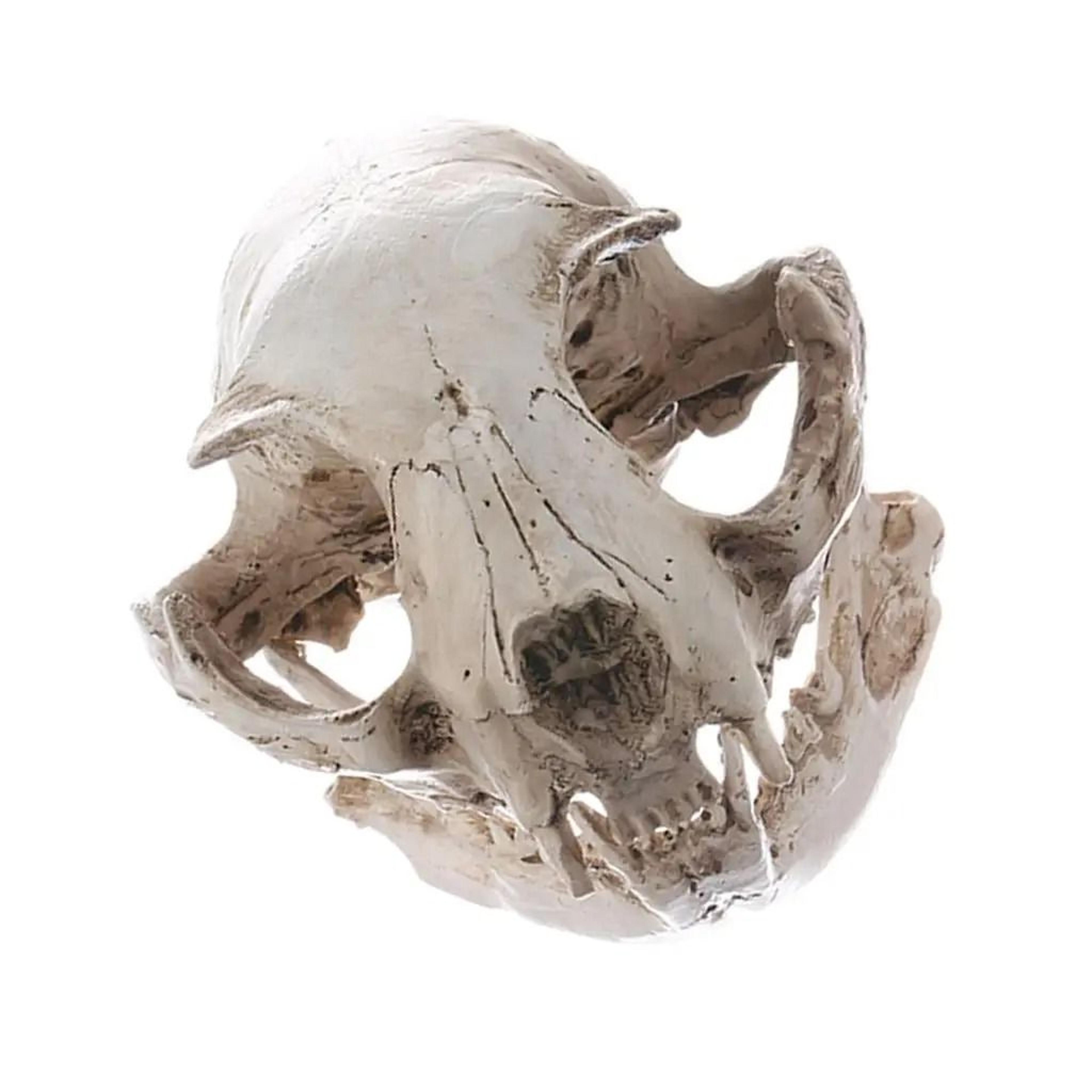 Cat Skull Model Animal Skull Replica Realistic Anatomy Teaching Decor Ornament 5