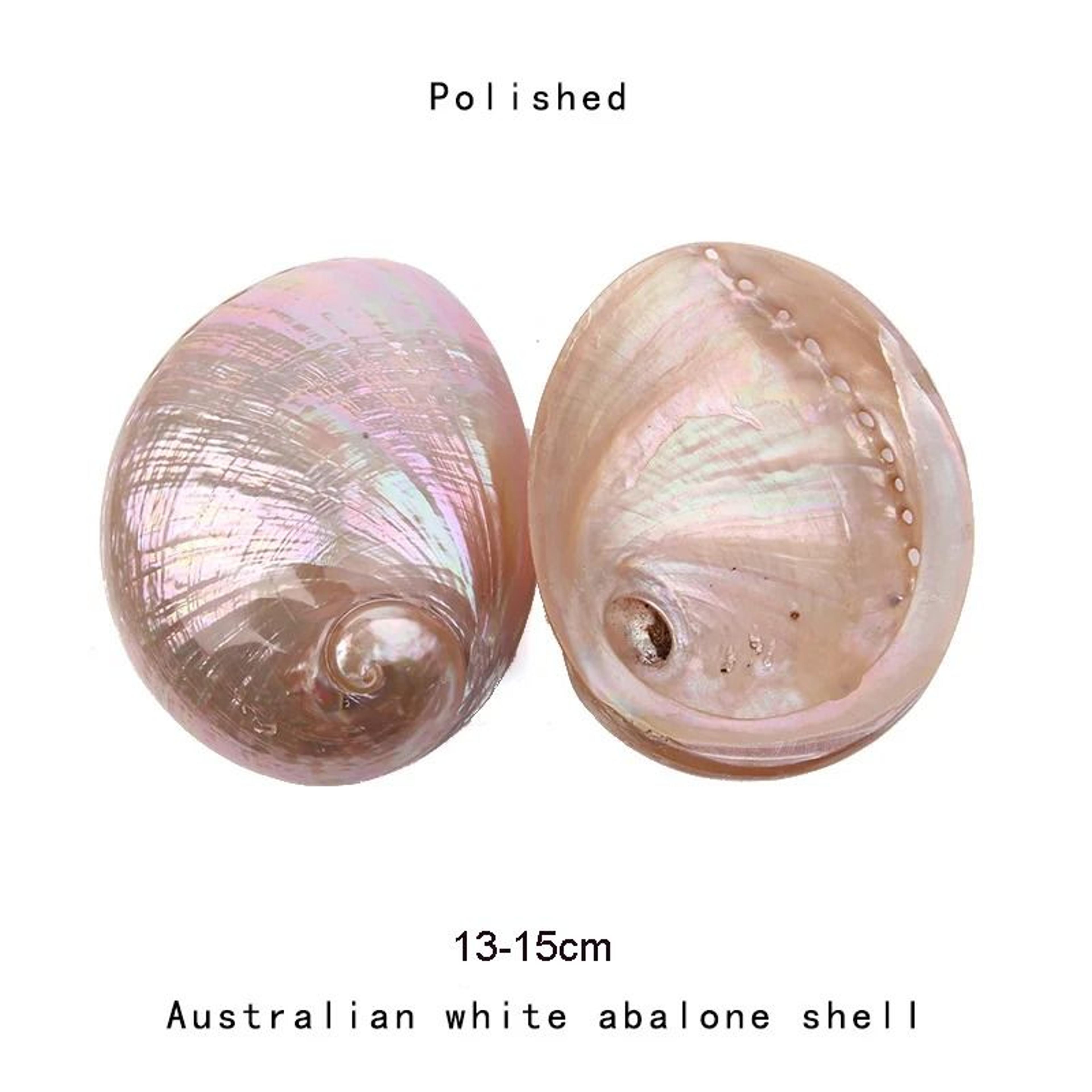 Abalone Shell Smudge Kit Paua Shell Sage Smudging Bowl With Stand 3