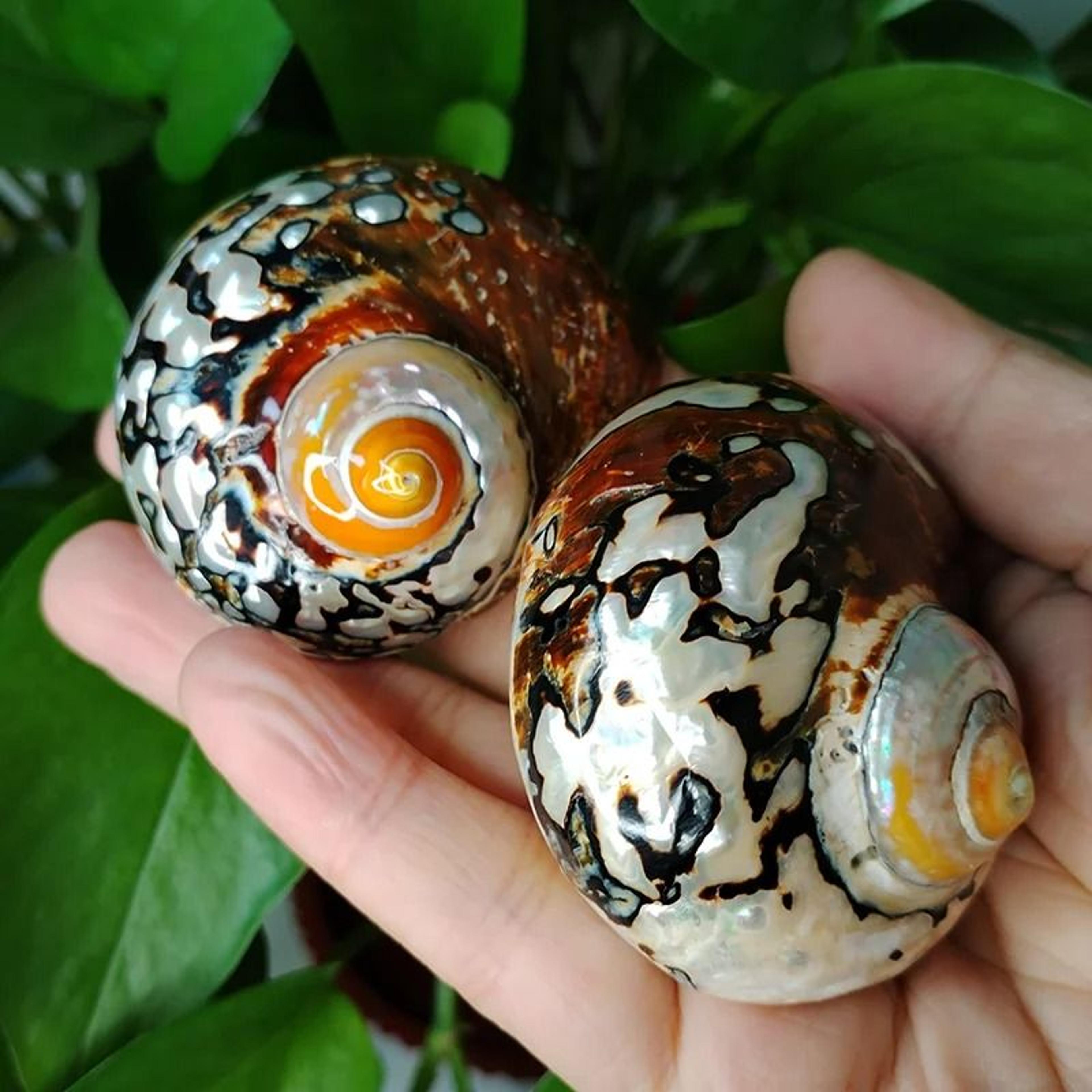 Natural Turban Seashell Hermit Crab Shell Decor Large Turbo Shell Ornament 3
