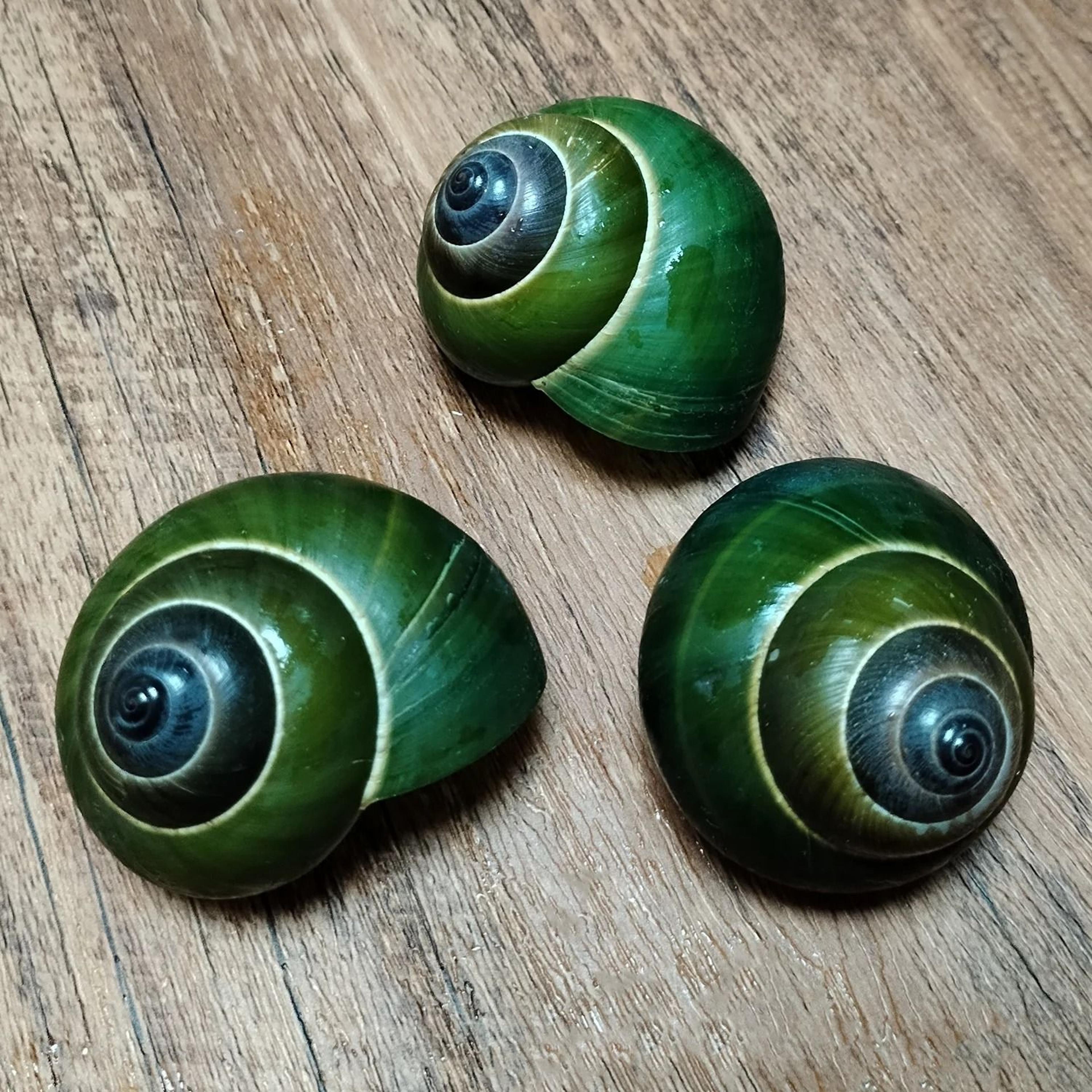 Natural Green Jade Snail Shell Aquarium Decor Specimen Collection Ornament 2