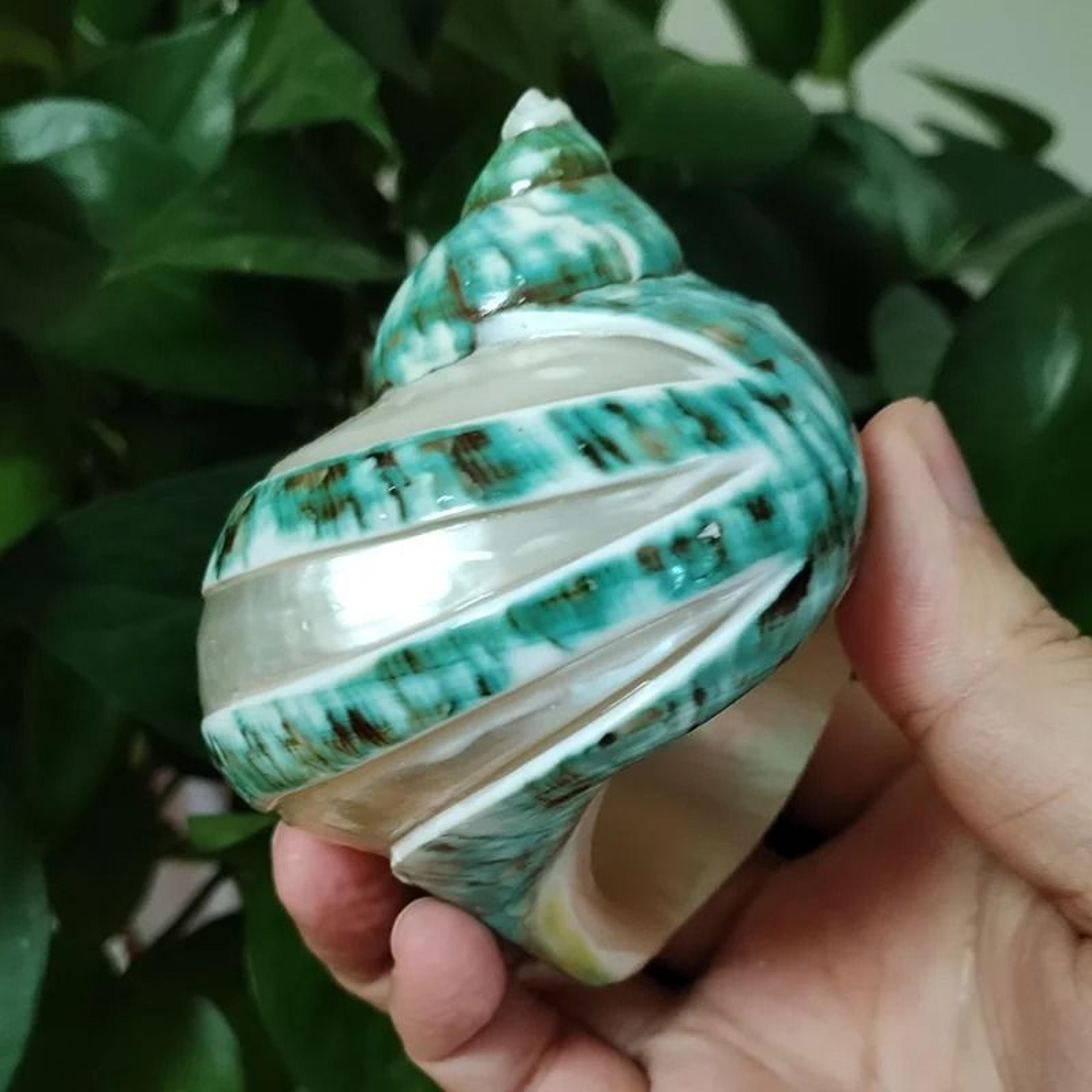 Natural Hermit Crab Shells Large Decorative Seashells For Coastal Home Decor 4