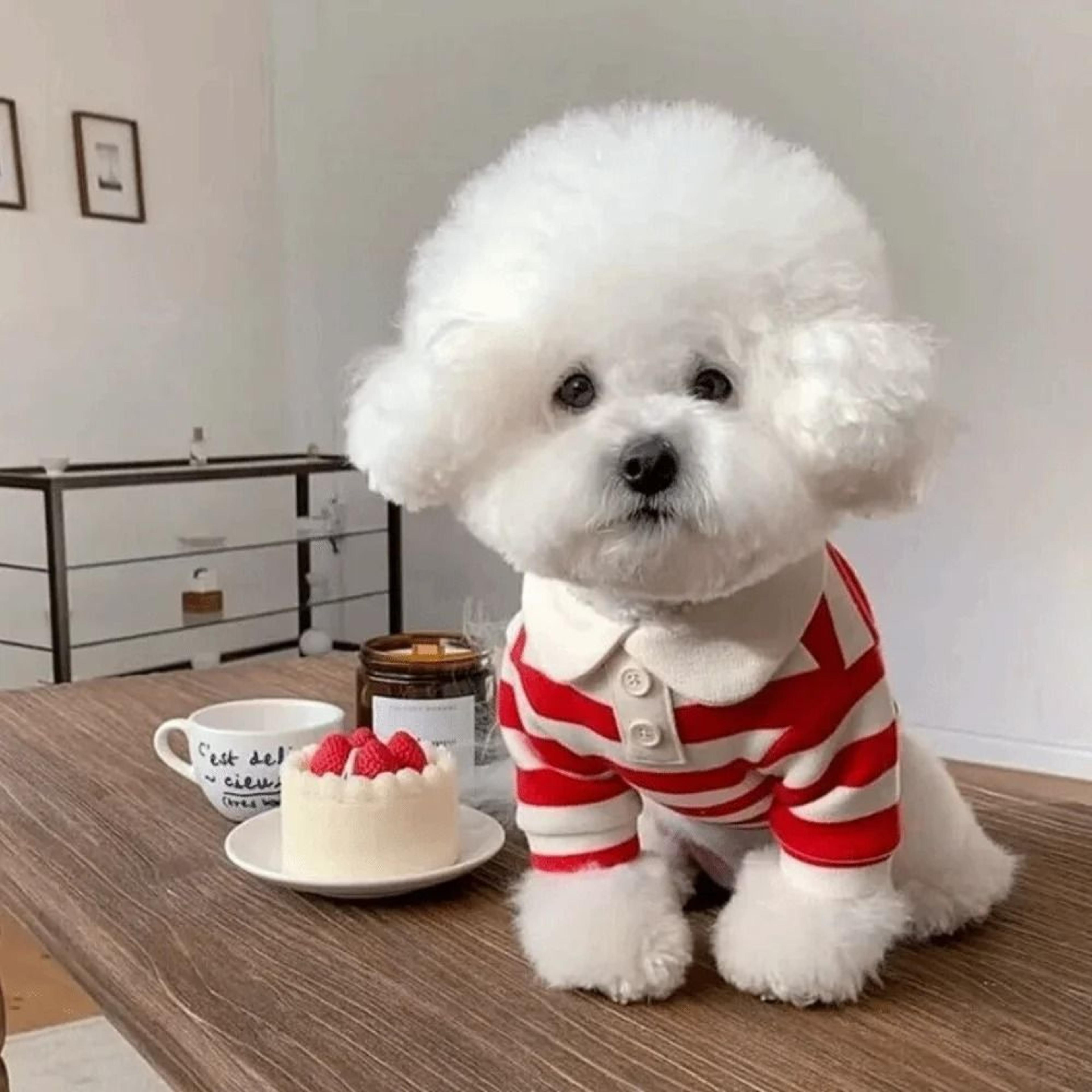 Fashion Dog Striped Shirt Breathable Cooling Pet T Shirt With Collar Style Design 6