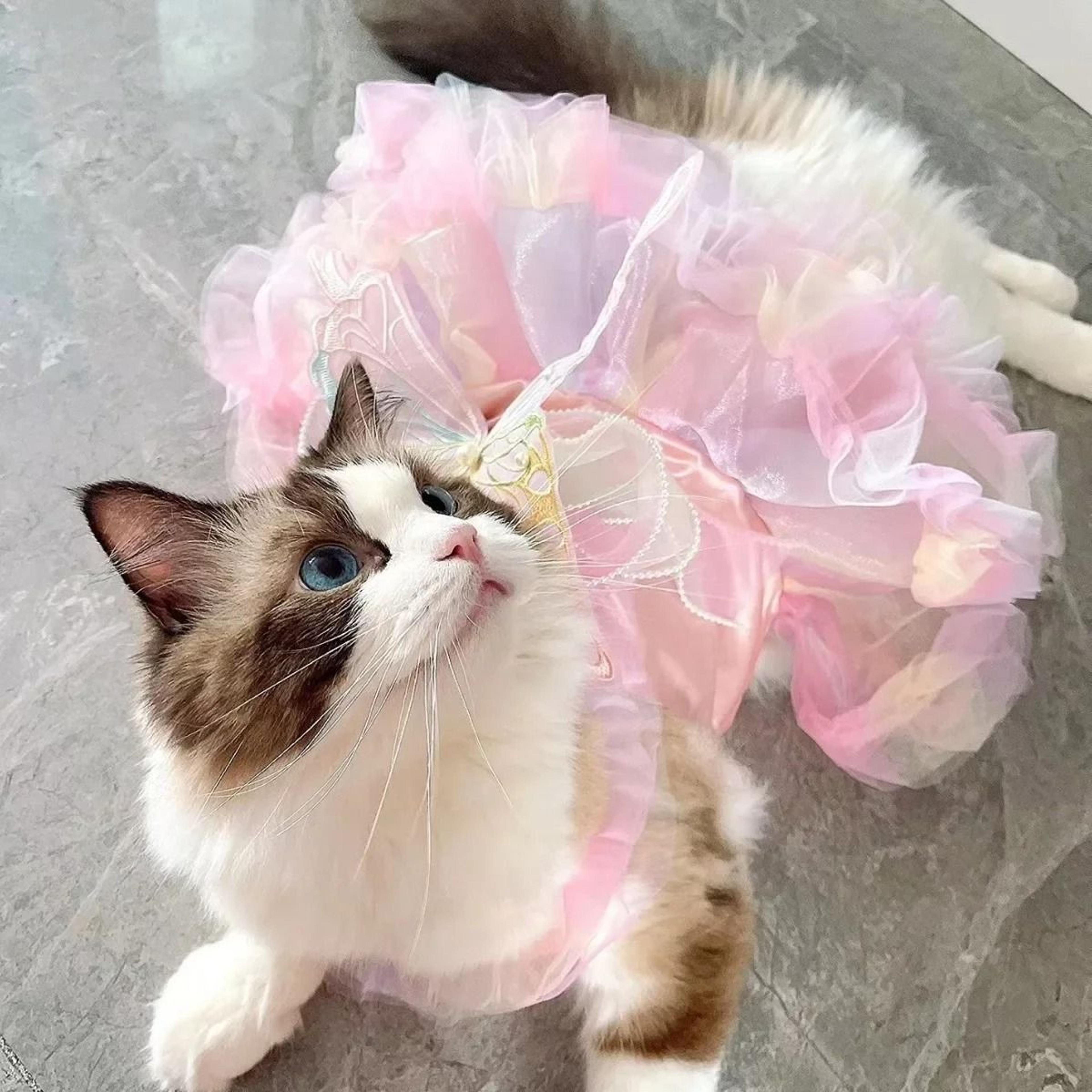 princess lace pet dress stripe skirt outfit for dogs and cats
