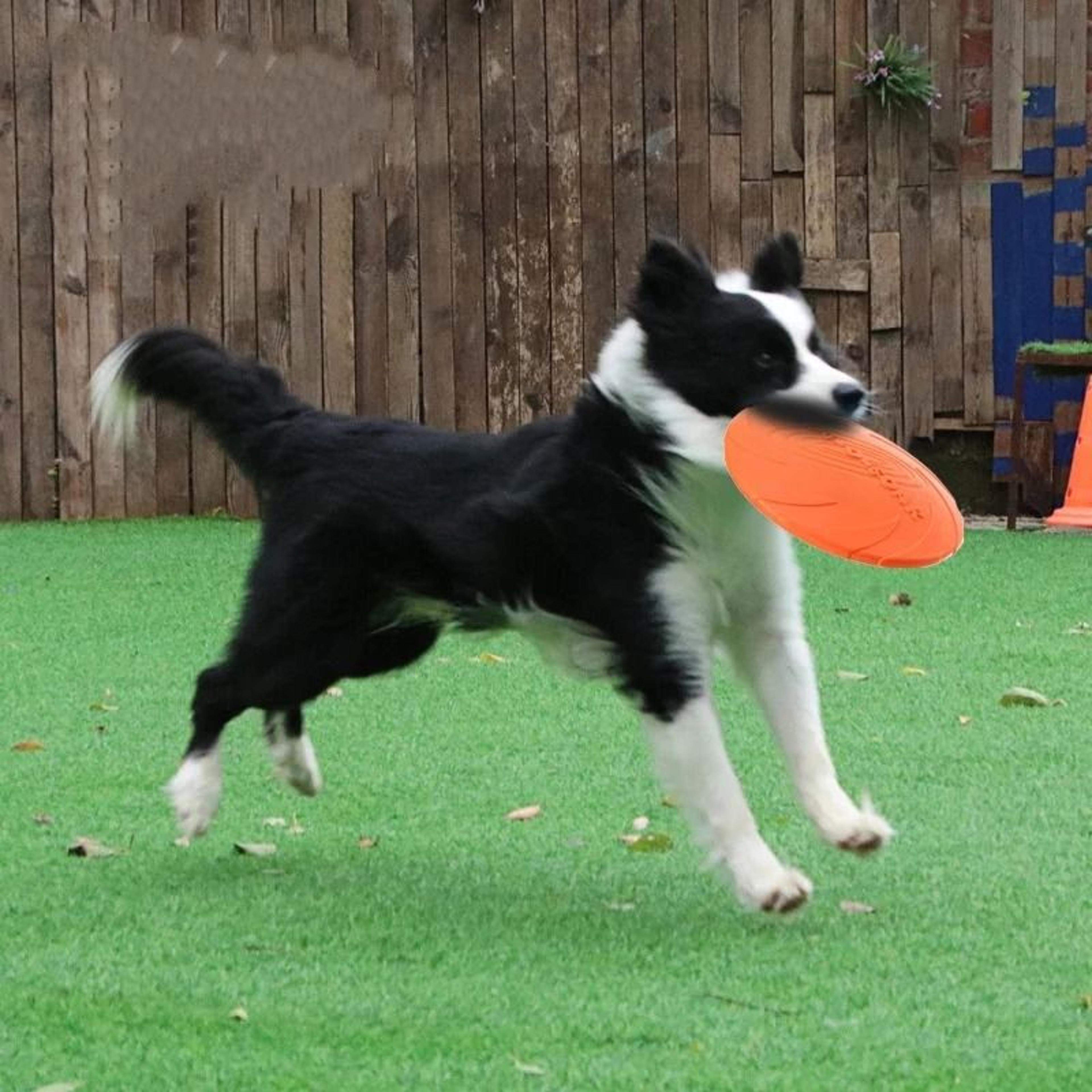 Interactive Silicone Flying Disc Dog Toy For Training And Fetch Play 10
