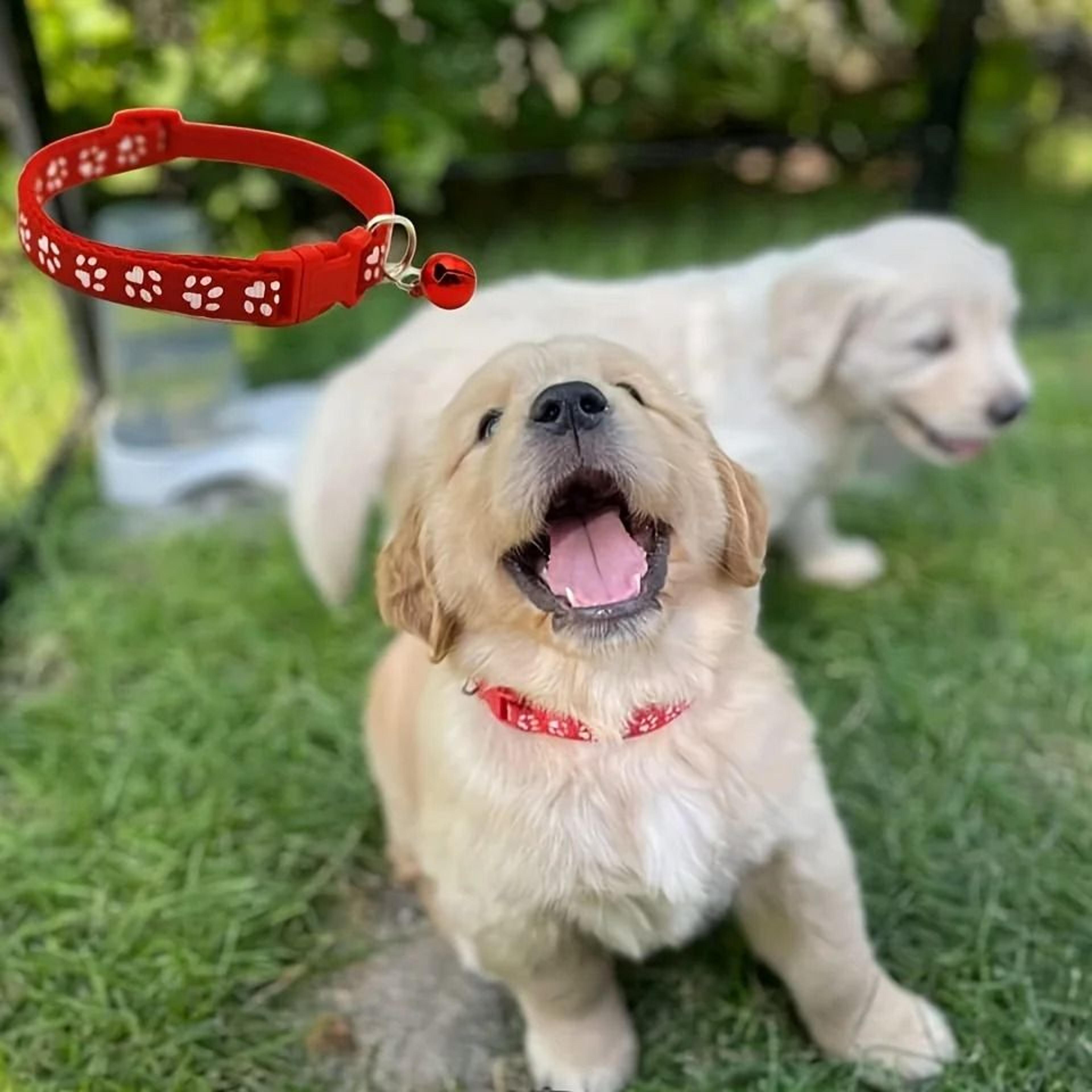 Adjustable Soft Puppy Whelping Collar Set With Bells And ID Tags 2