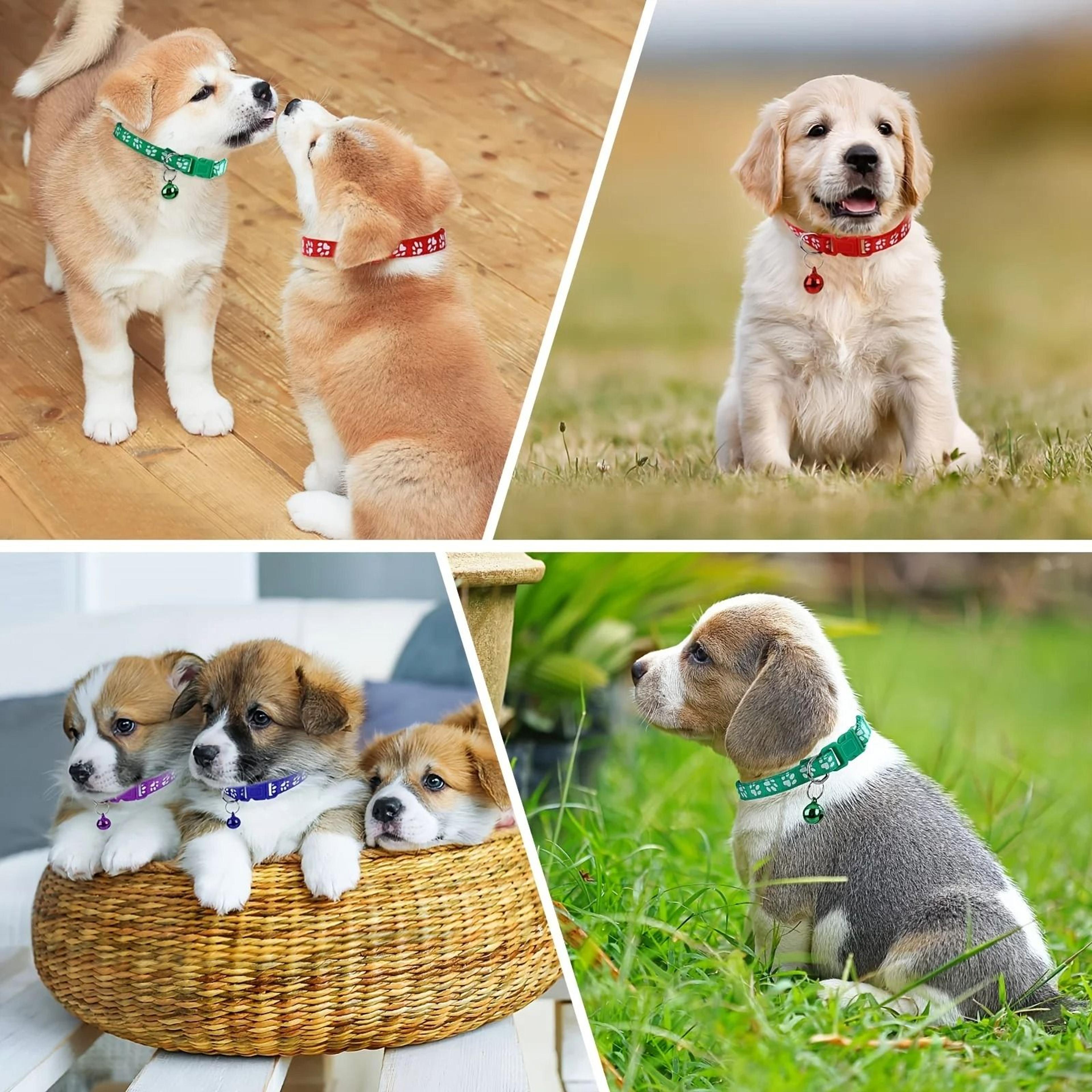 Adjustable Soft Puppy Whelping Collar Set With Bells And ID Tags 4