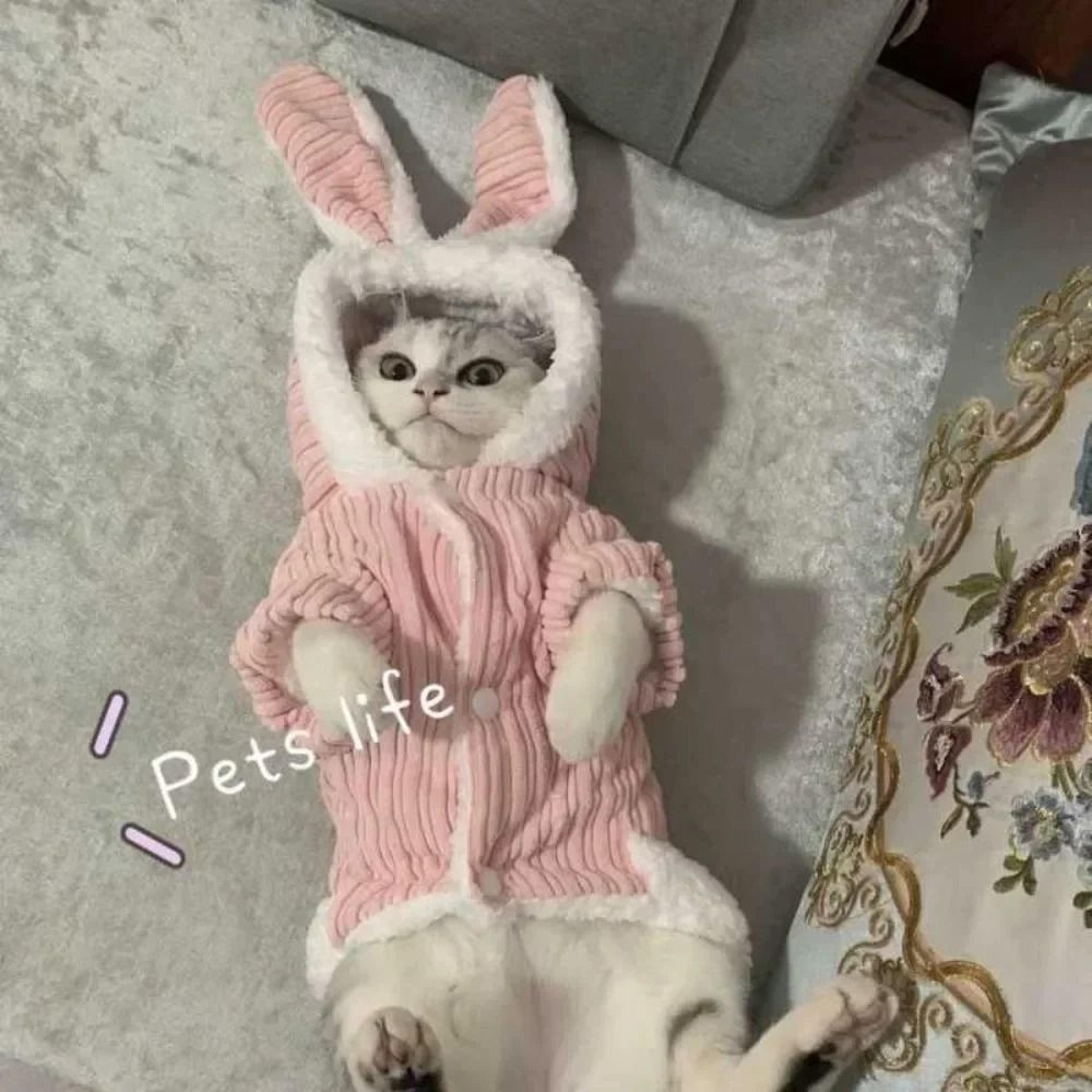 Warm Two Legged Cat And Small Dog Clothes Soft Autumn Winter Pet Outfit For Hairless Cats 5