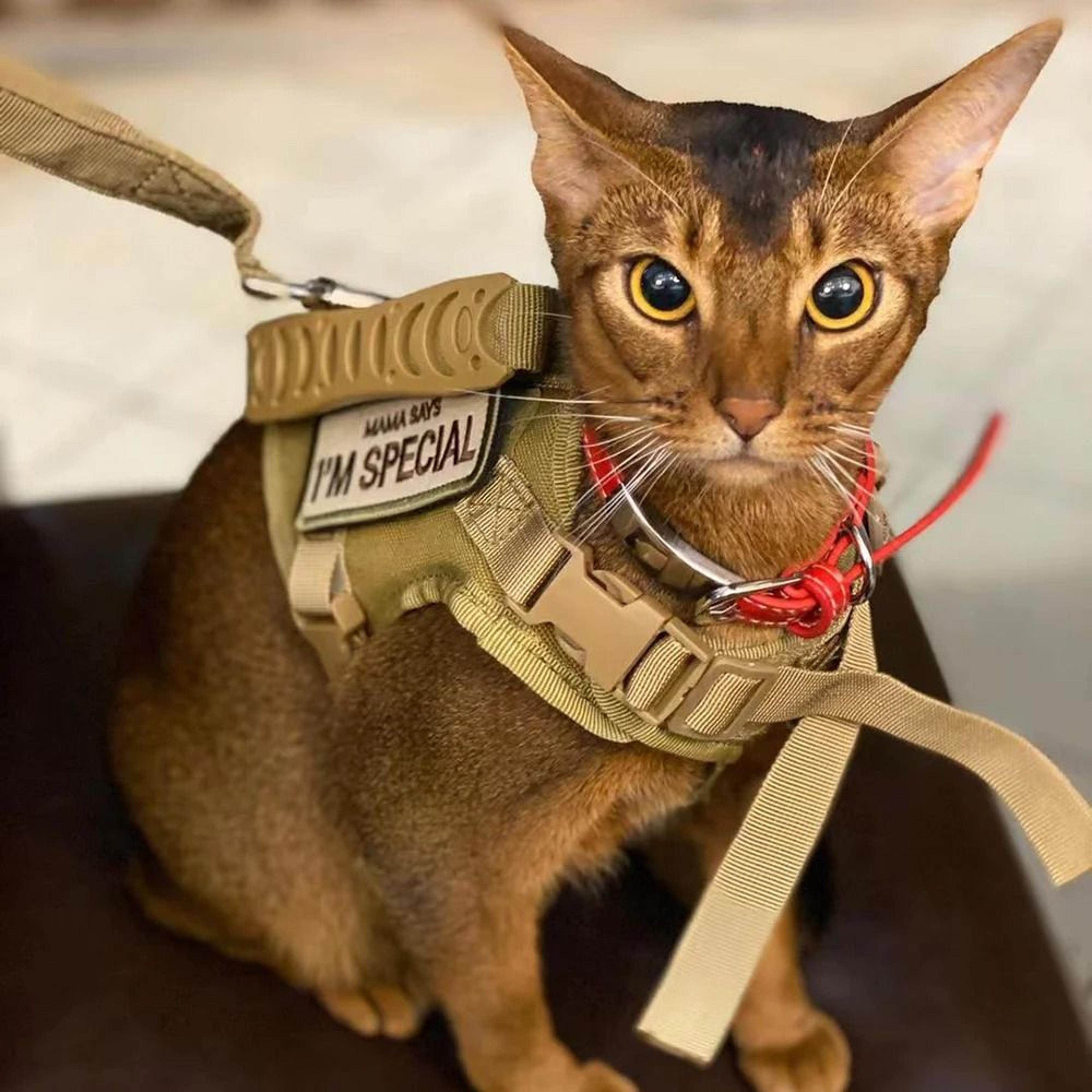 Escape Proof Tactical Cat Harness And Leash Set Breathable Full Body Vest For Cats And Small Dogs 21