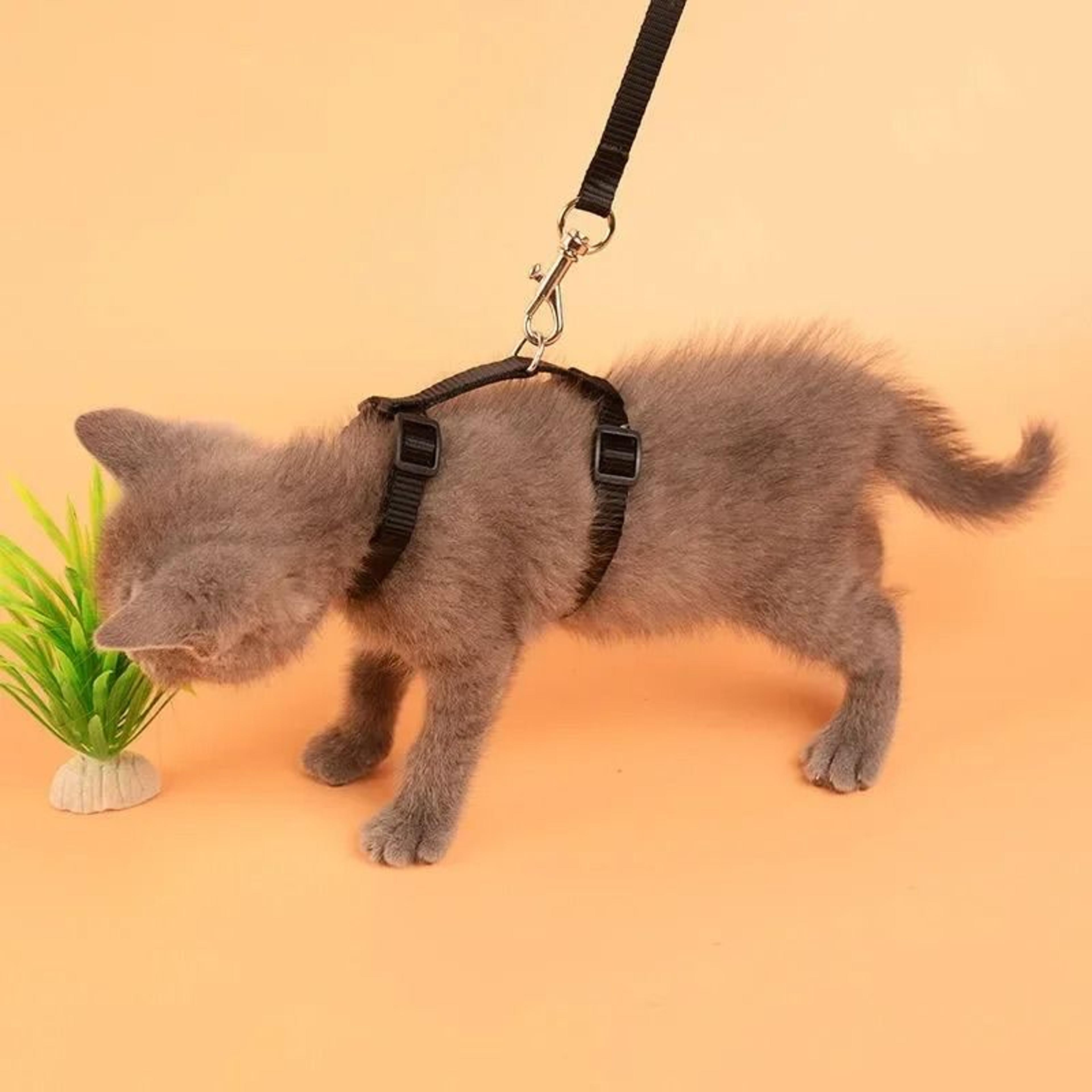 Escape Proof Small Dog And Cat Harness Leash Set Soft Adjustable No Pull Pet Harness 12