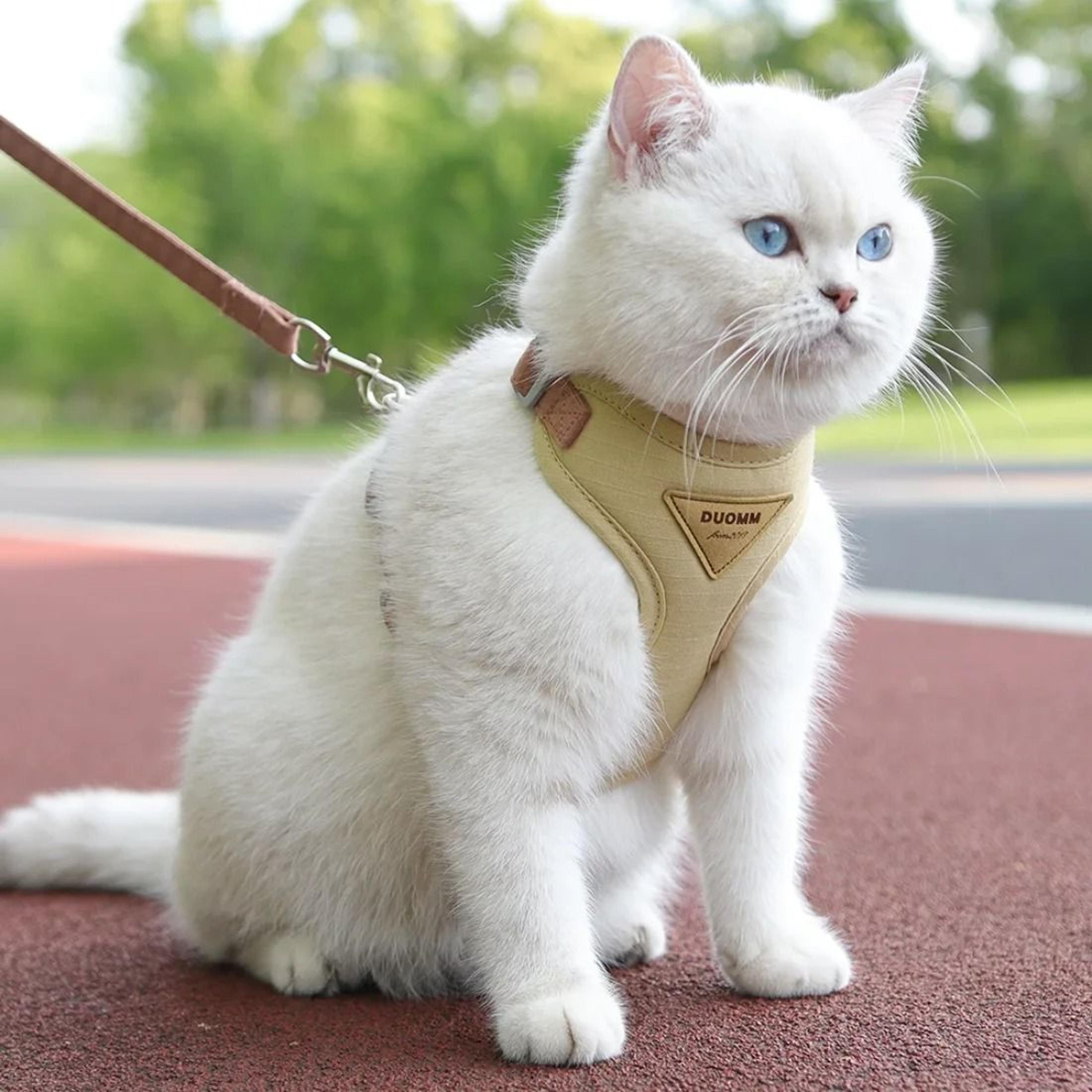 breathable pet harness and leash set for small dogs and cats