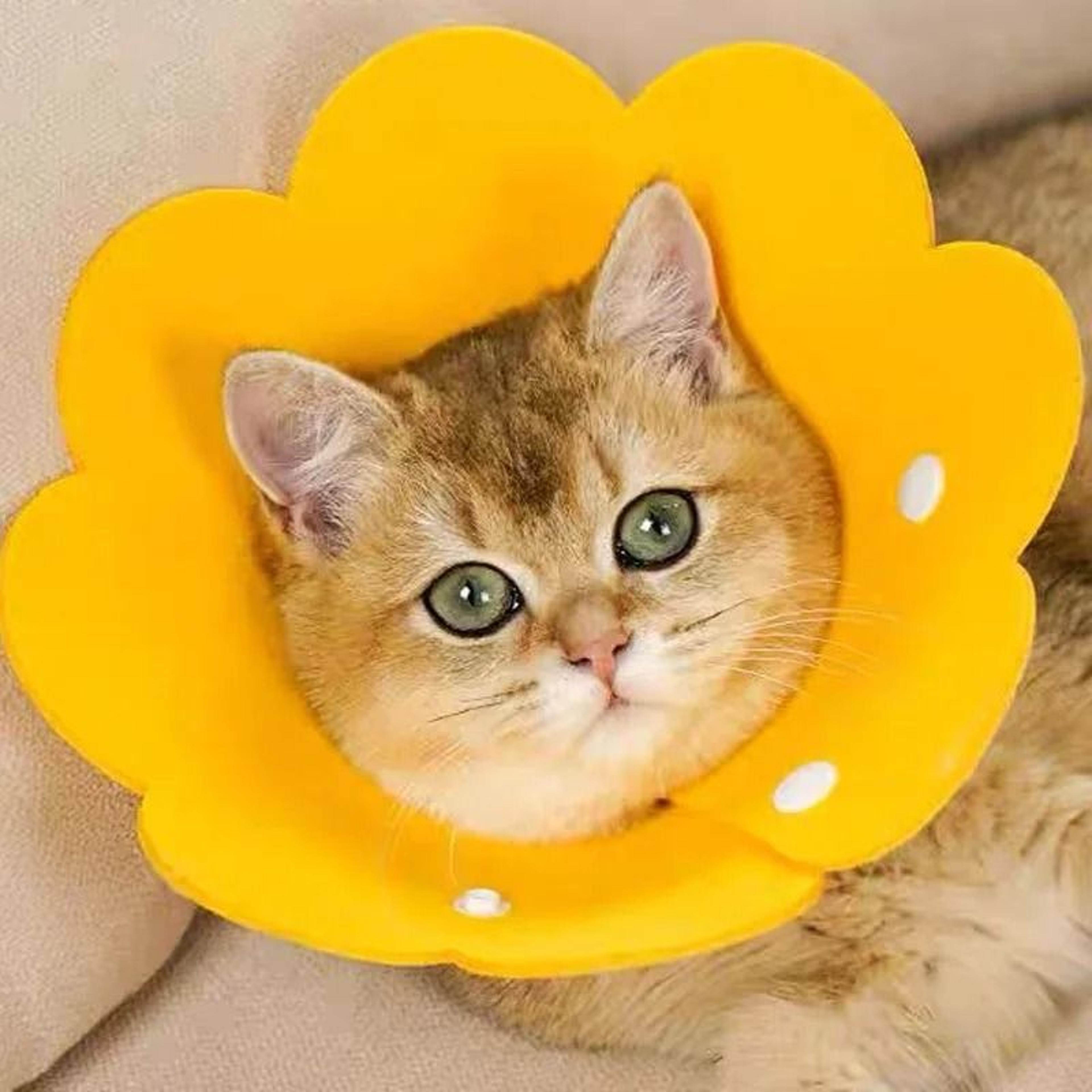 adjustable pet recovery cone collar for dogs and cats surgical neck protector