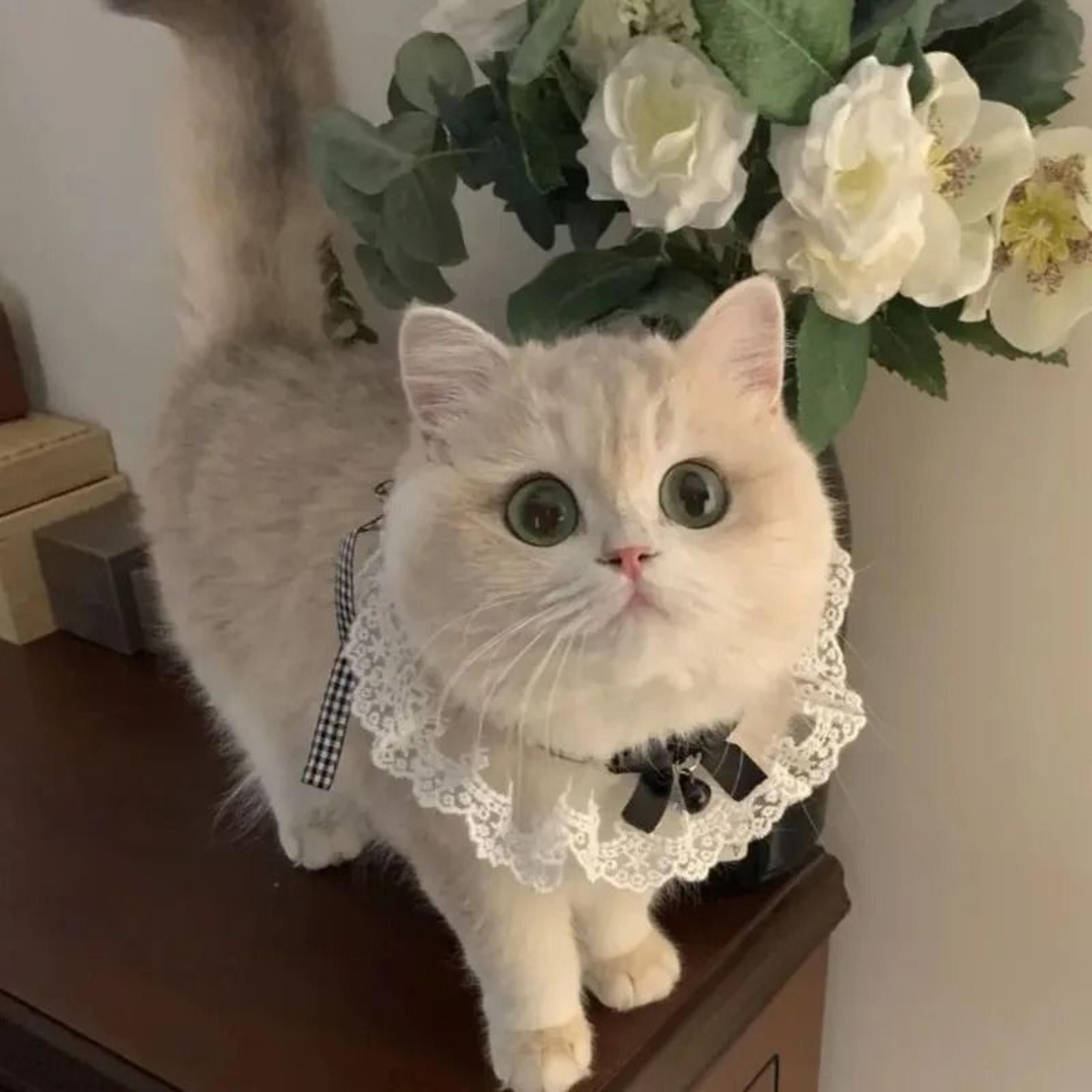 Princess Style Cat Collar Lace Ribbon Bowtie Necklace With Bell For Cats And Small Dogs 6