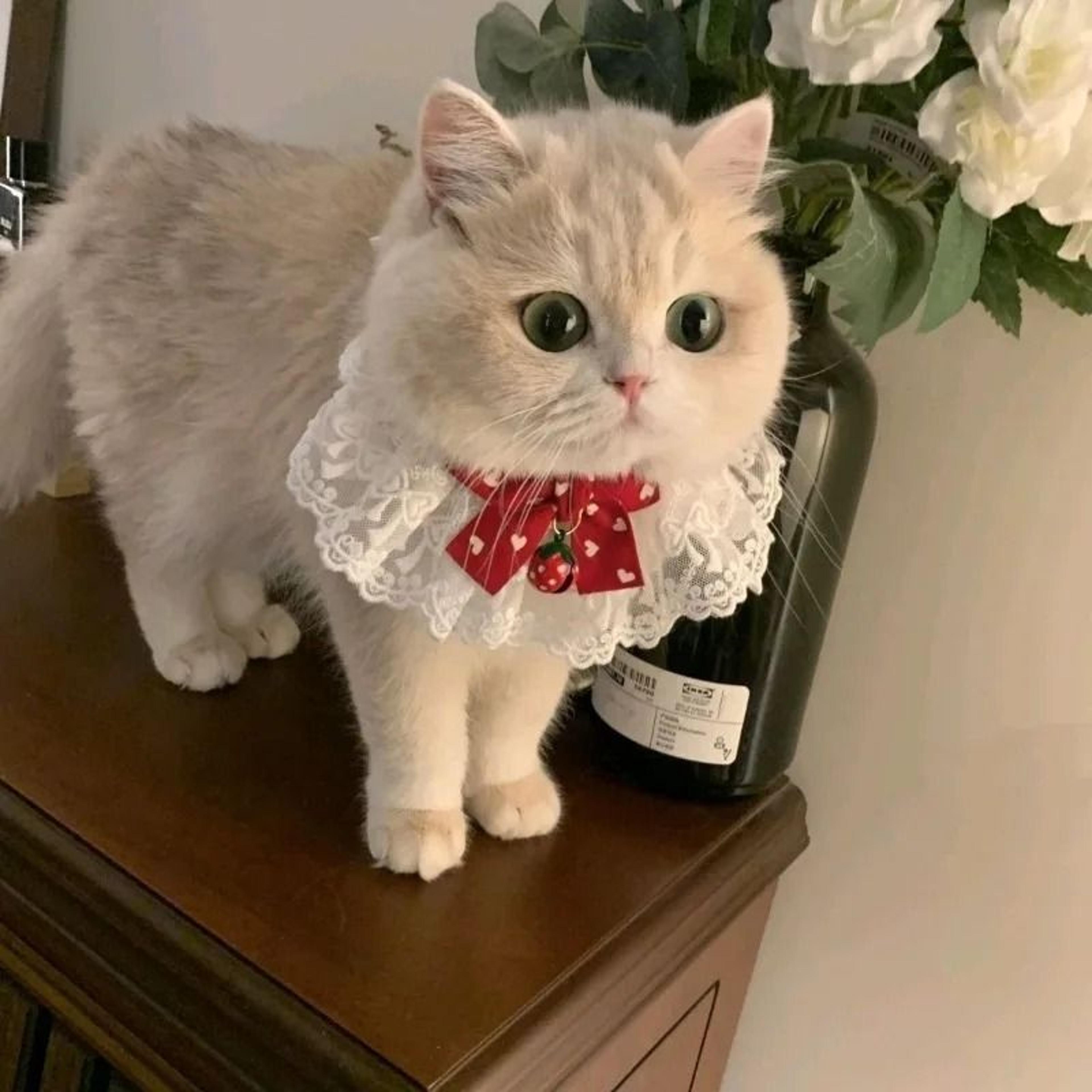 Princess Style Cat Collar Lace Ribbon Bowtie Necklace With Bell For Cats And Small Dogs 8