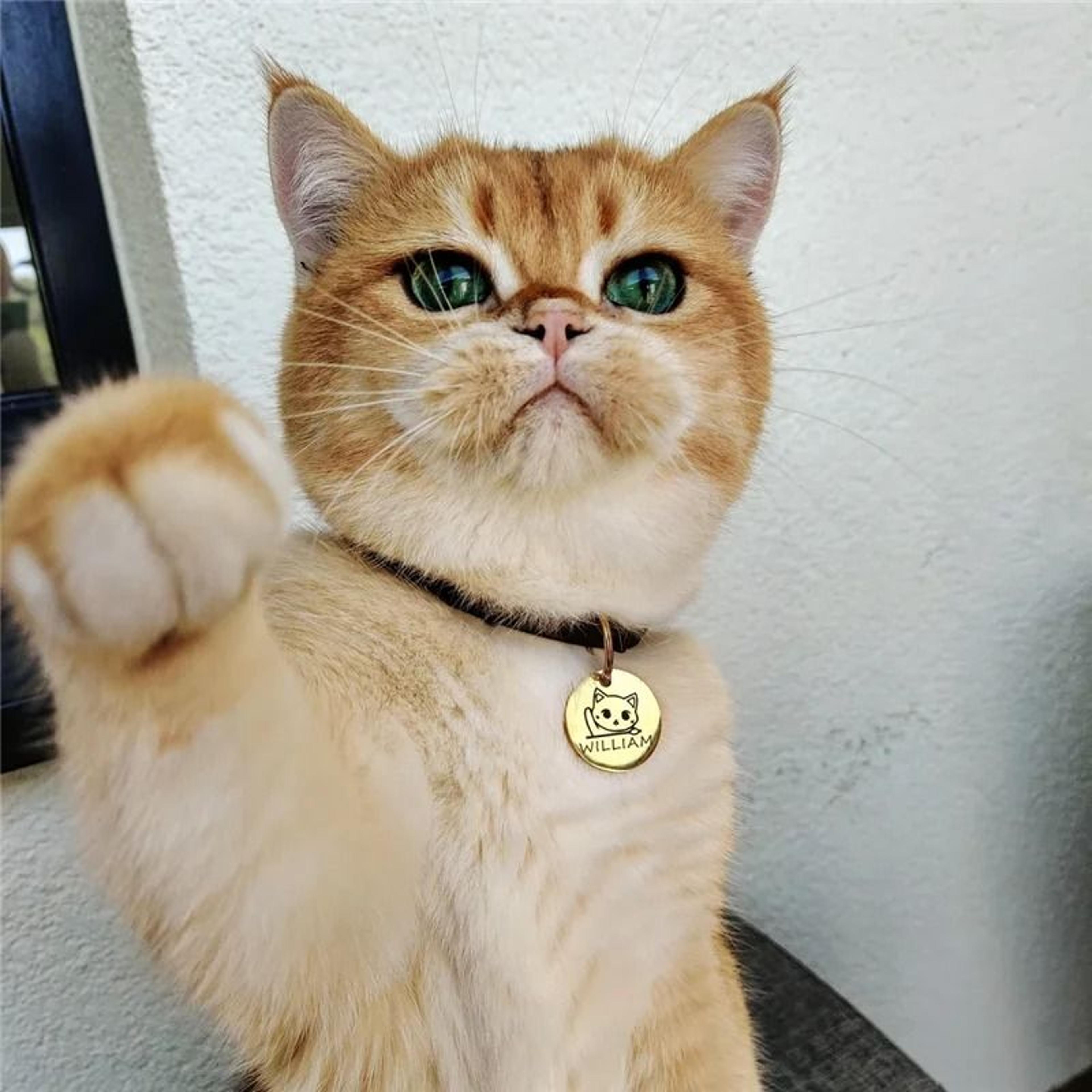 Personalized Pet ID Tags Cute Cat Face Engraved Collar Pendant For Cats And Dogs 4