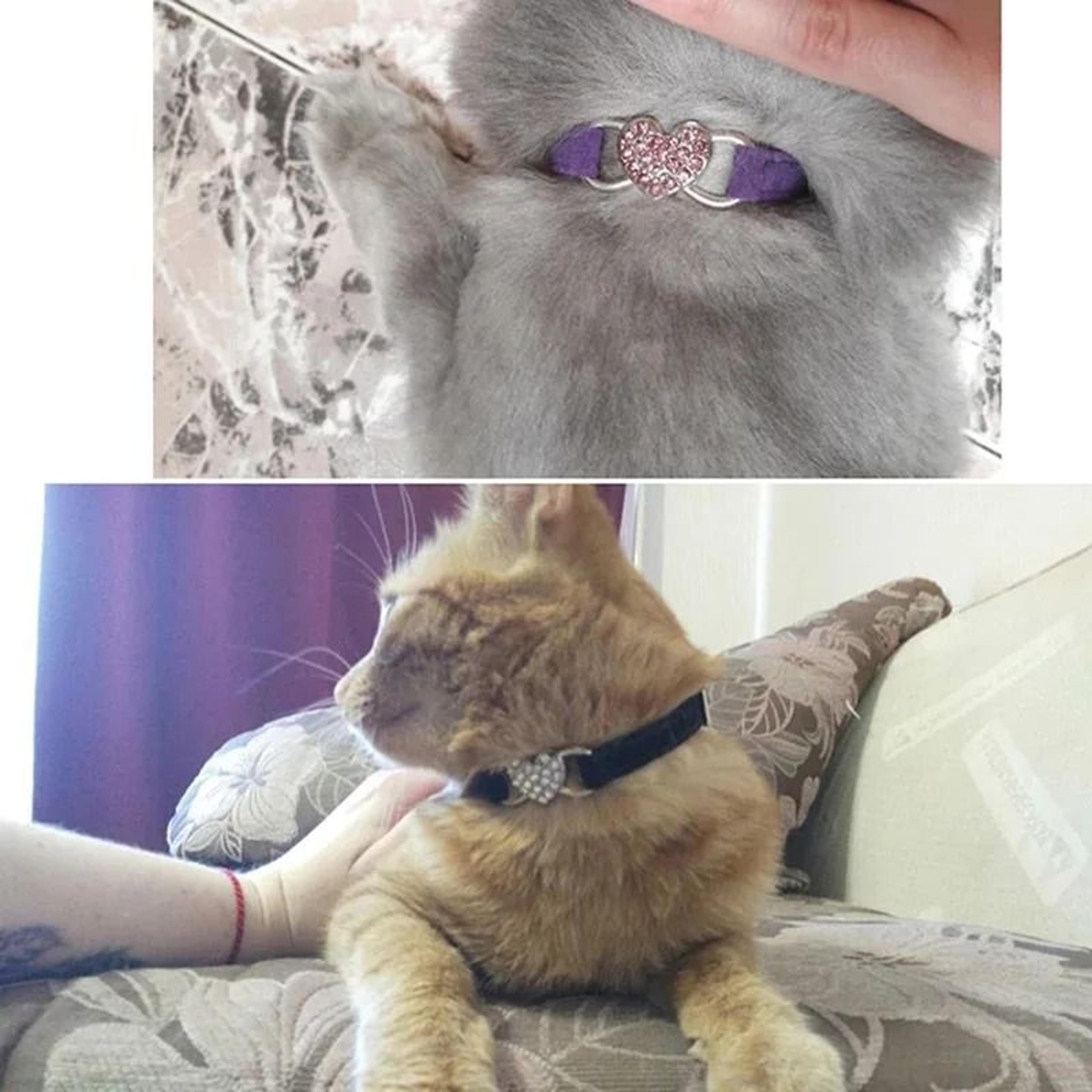 Breakaway Cat Collar With Bell For Kittens And Small Pets 11