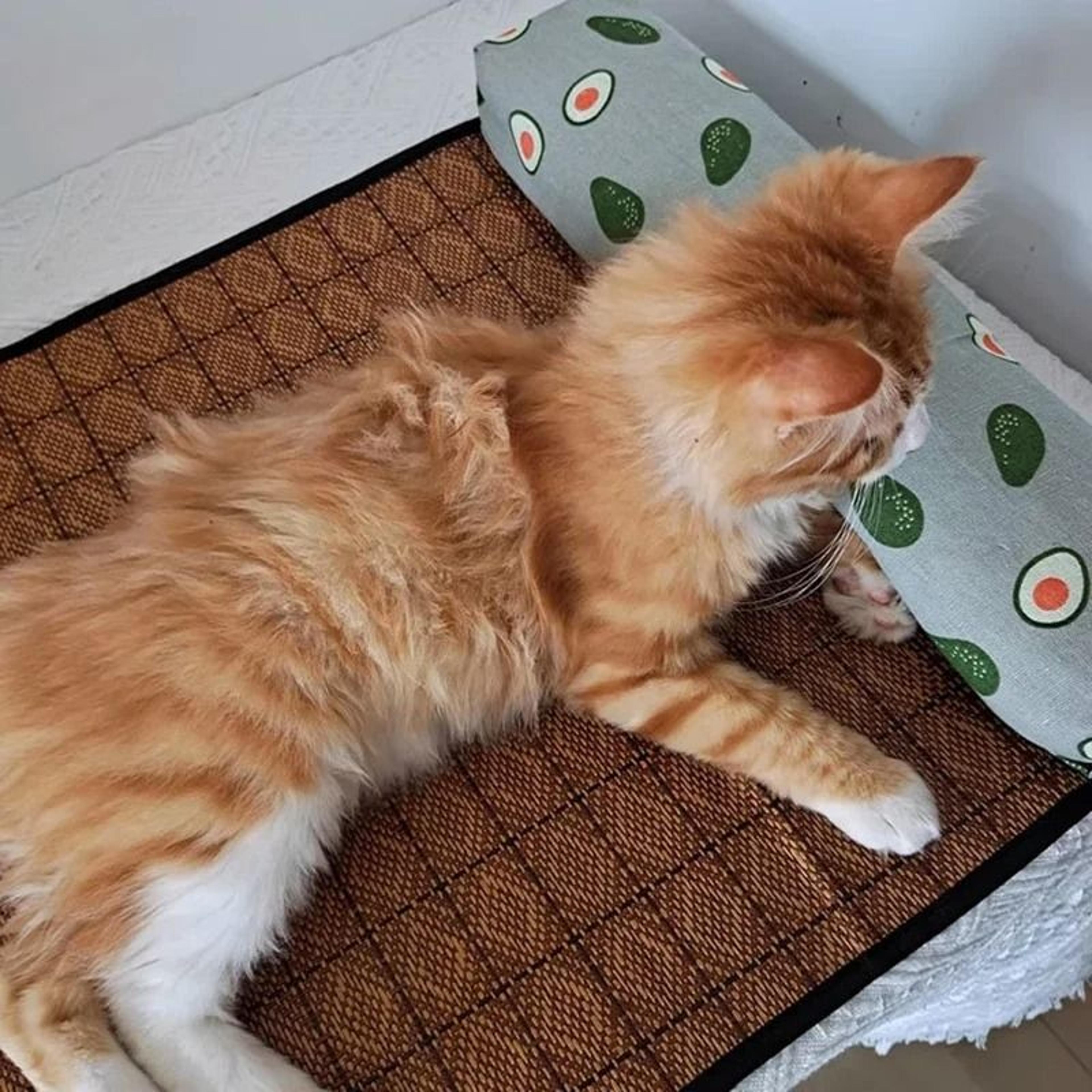 Natural Rattan Cat Cooling Mat For Summer Rest 15