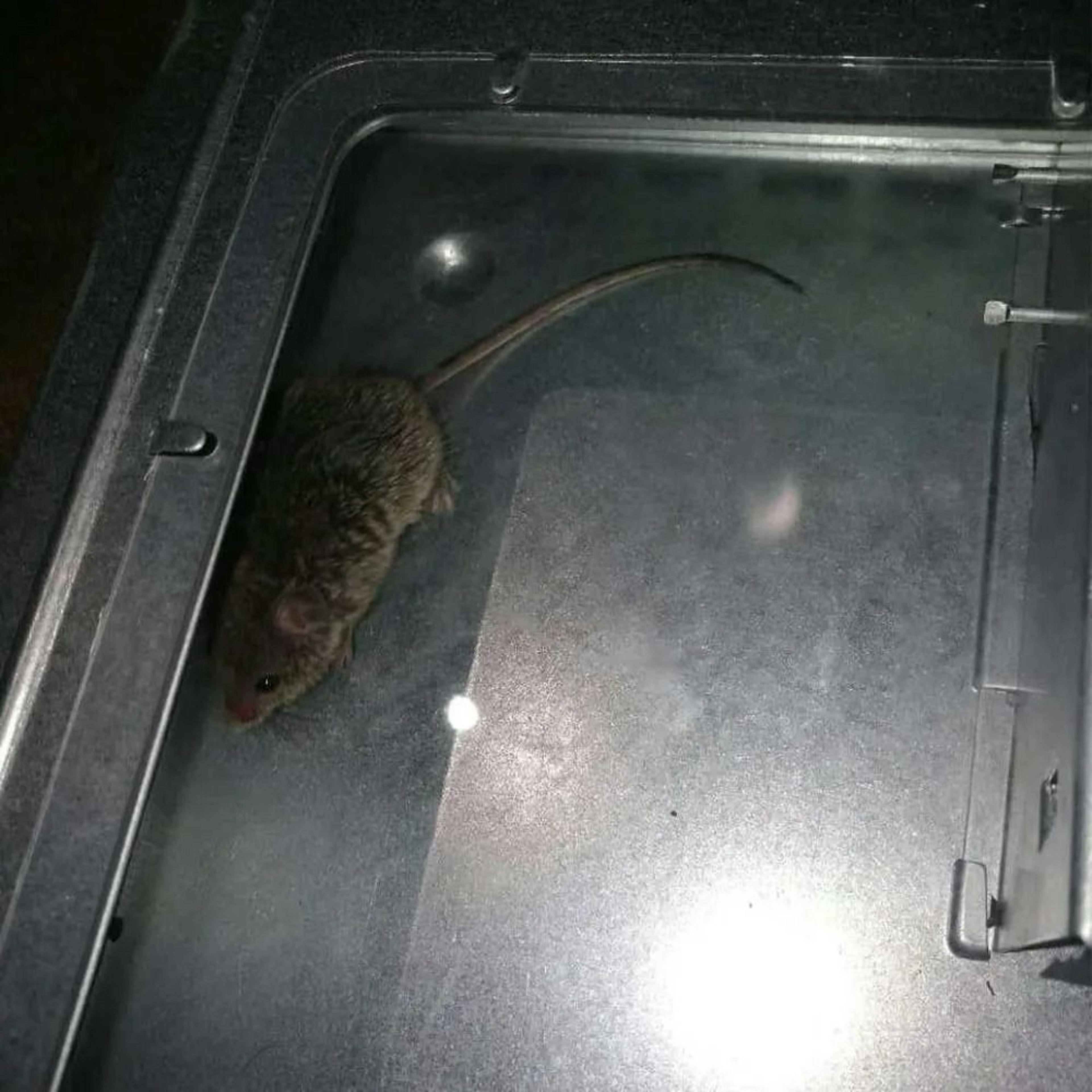 Reusable Mouse Catcher Trap For Indoor Rodent Control 4