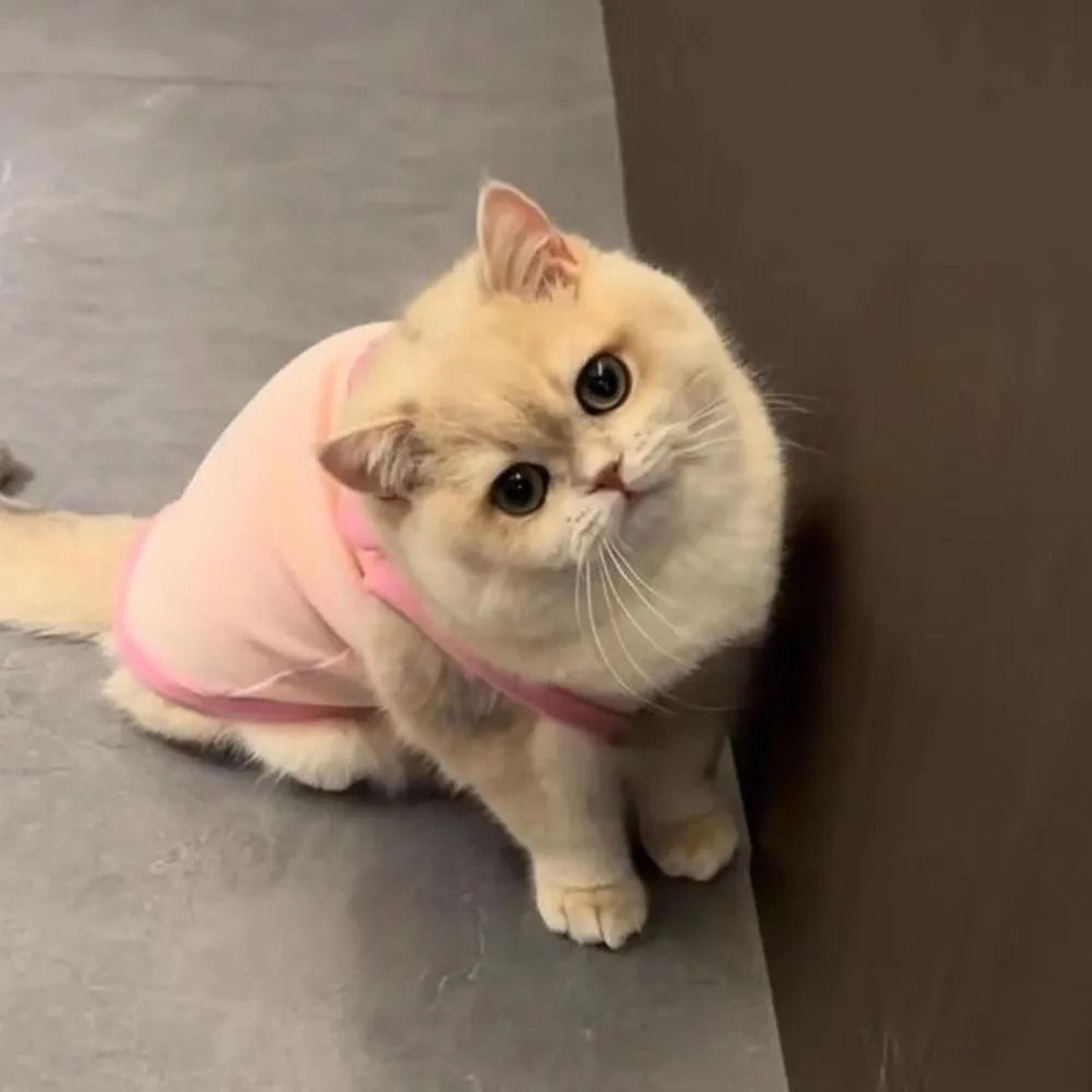 Soft Cotton Cat Vest For Small And Medium Pets 5