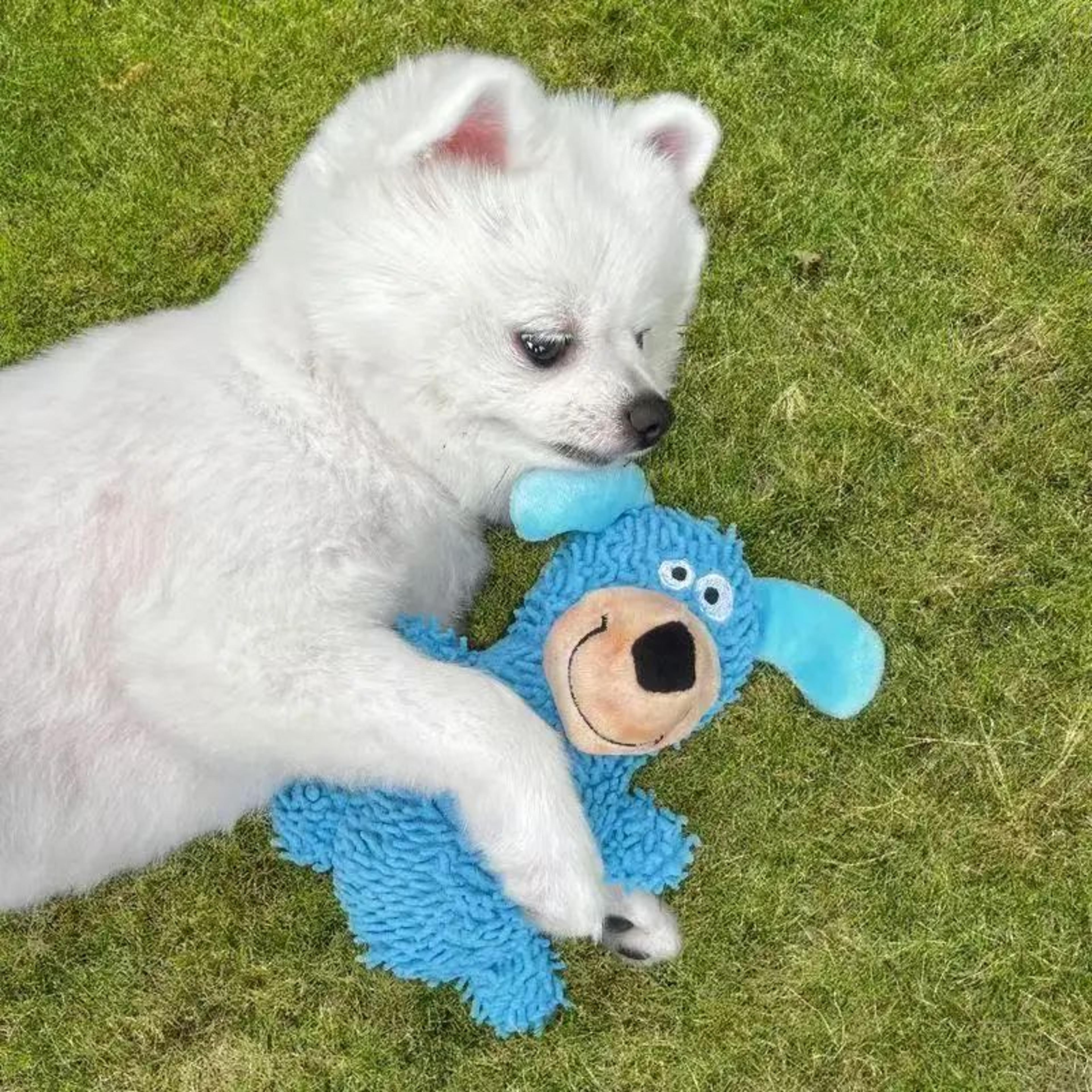 Interactive Squeaky Dog Toys Durable Chew Toy For Teeth Cleaning 3
