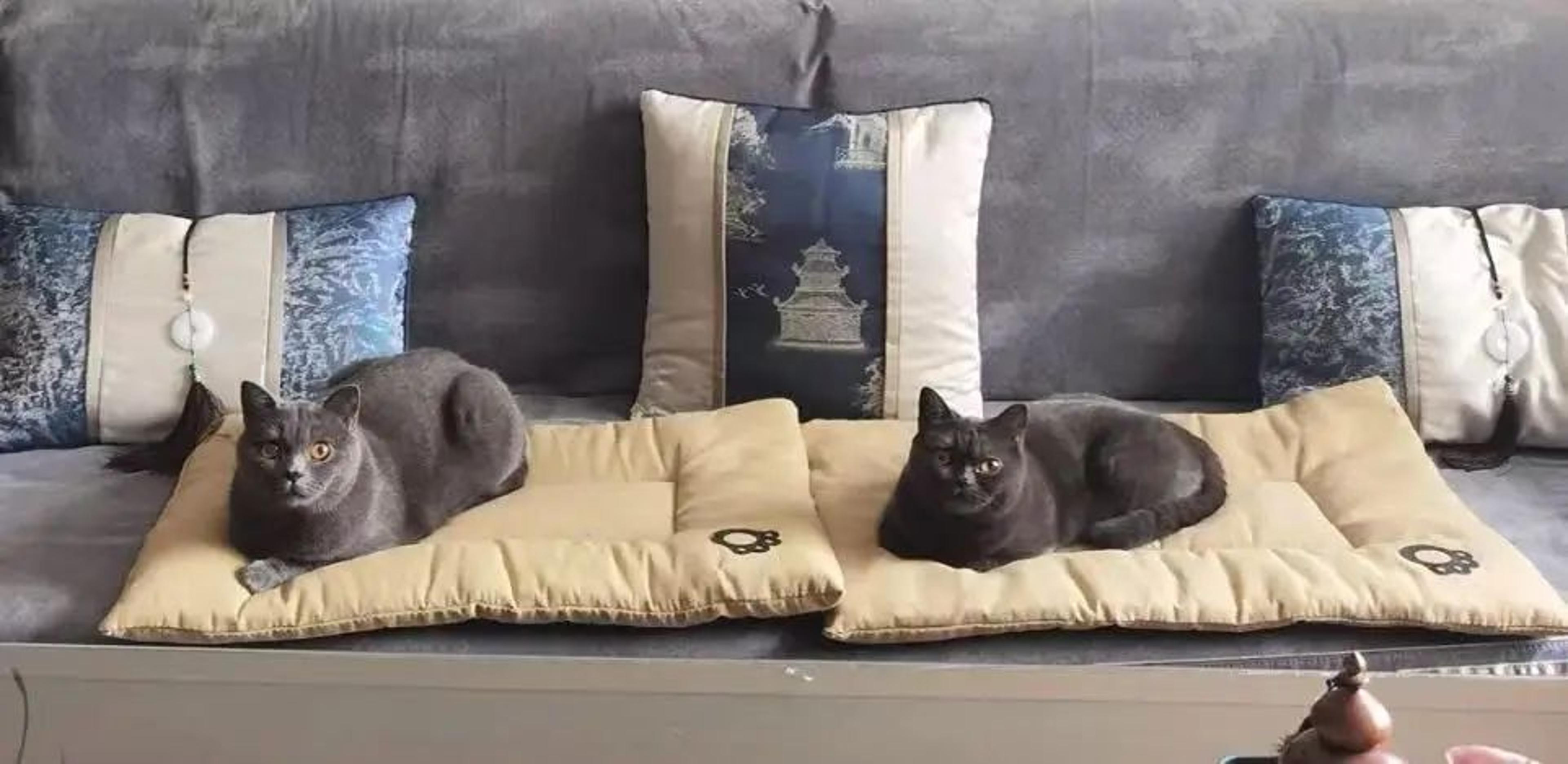 CloudRest XL Pet Sofa Bed  Extra Large Dog Bed  ScratchResistant AllSeason Cat Mat 9