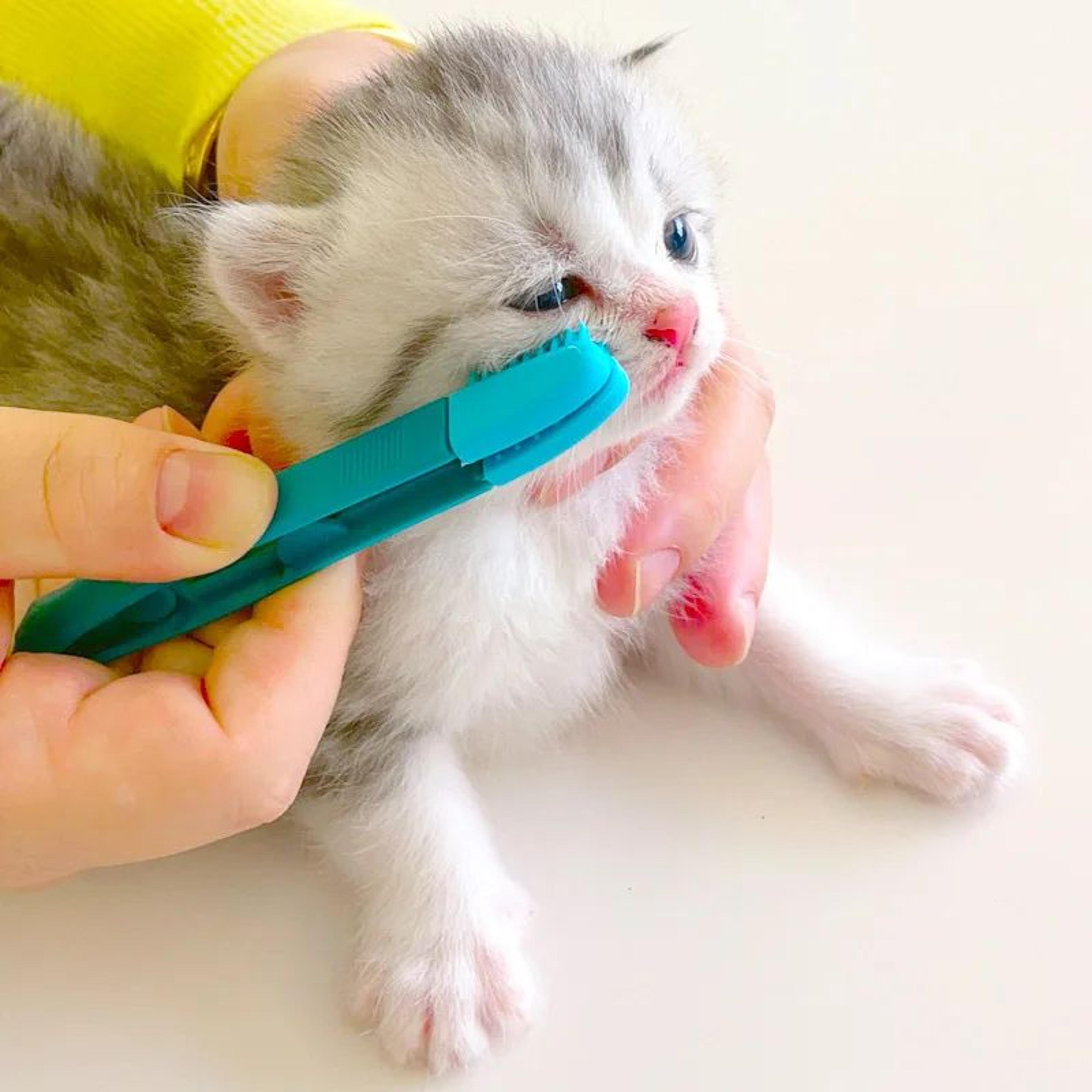 ClearView Gentle Care Brush  Pet Eye Cleaning Tool  Soft Tear Stain Remover For Cats And Dogs 3