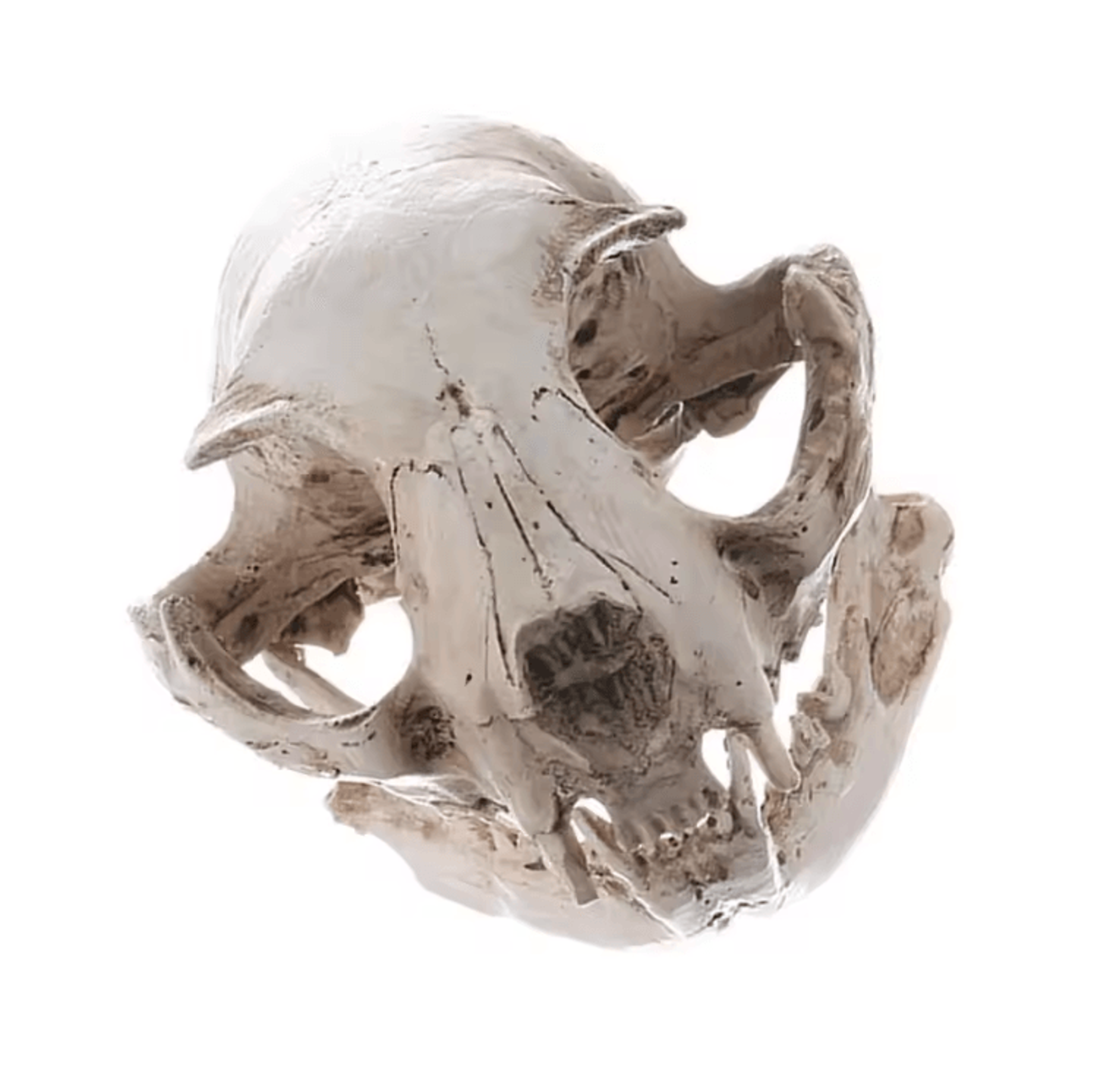 Realistic Resin Cat Skull Model  Anatomy Teaching  Gothic Home Decor Collectible 0