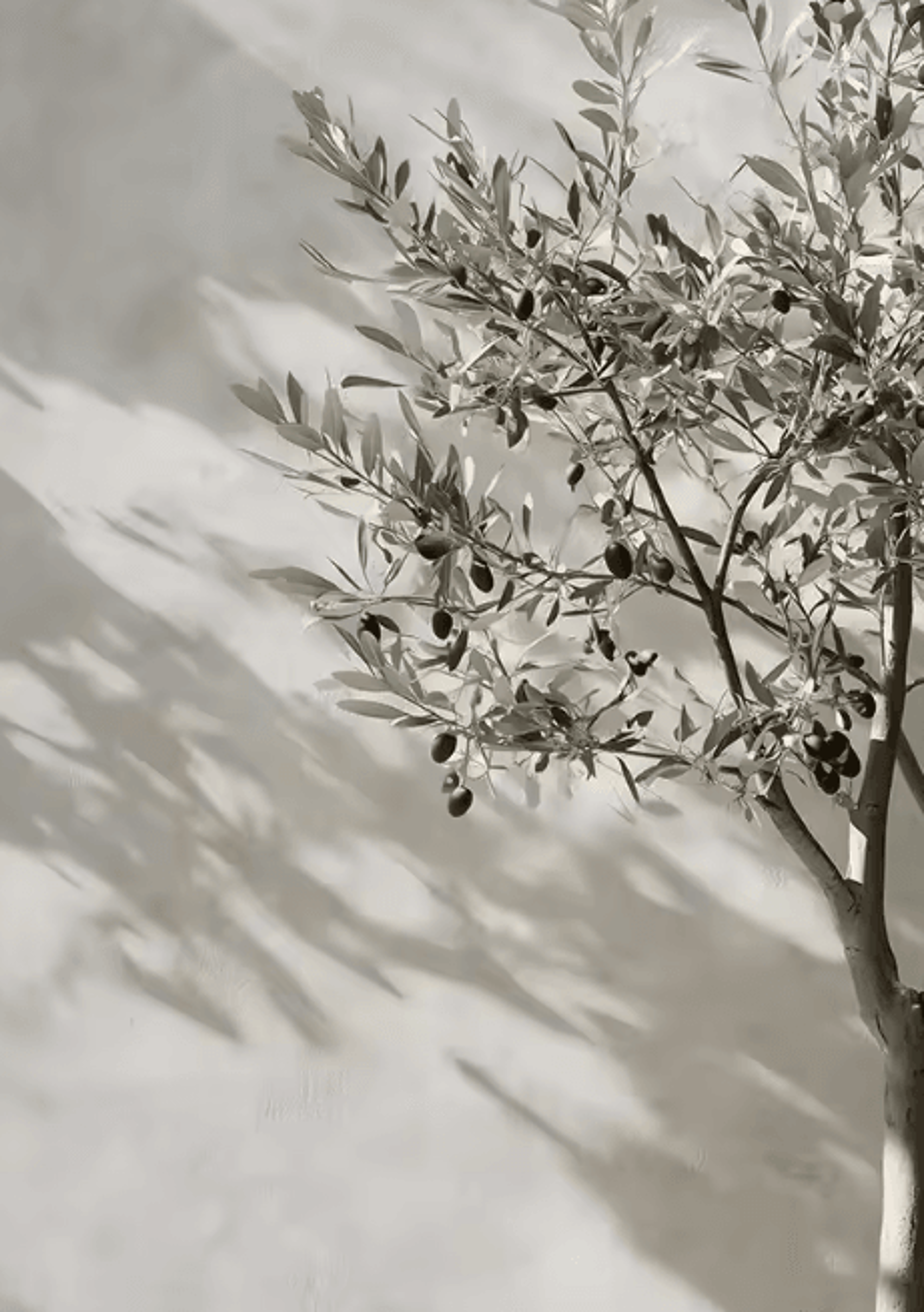 Retro Olive Tree  Lemon Canvas Poster  Vintage Botanical Kitchen  Home Wall Art 3