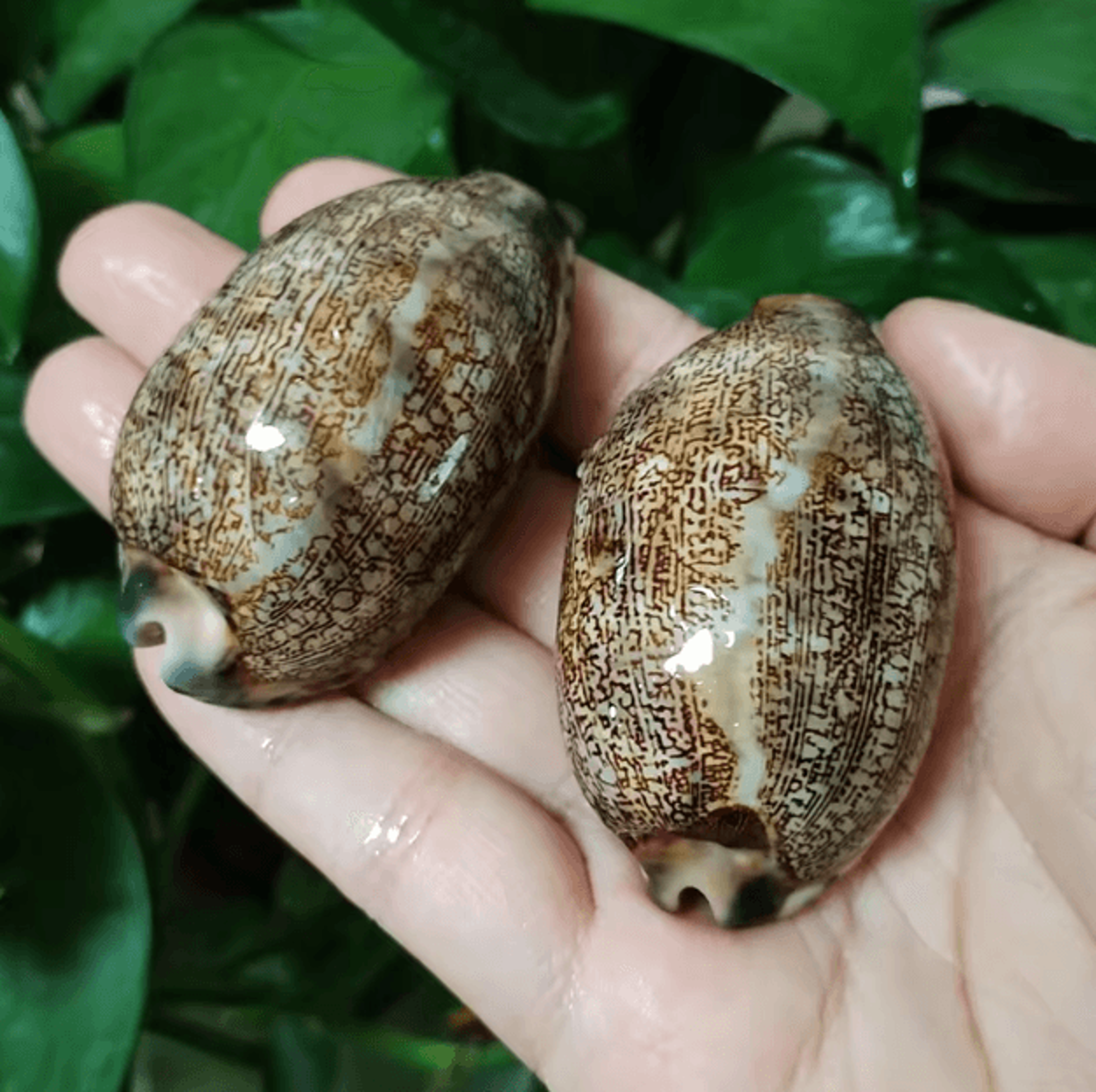 Natural Arabian Cowrie Shell Set  Authentic Seashells For DIY Crafts  Beach Decor 0