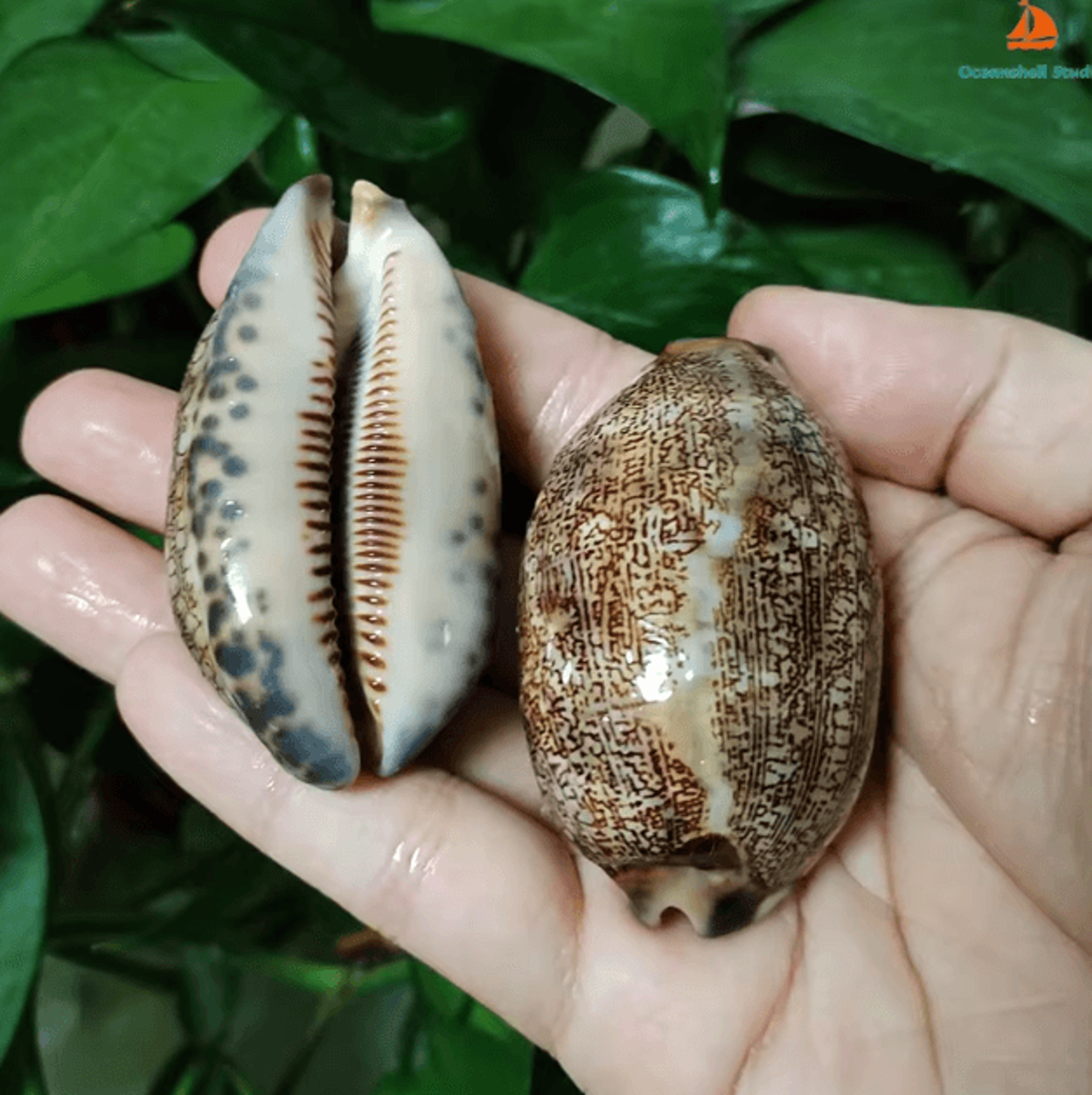 Natural Arabian Cowrie Shell Set  Authentic Seashells For DIY Crafts  Beach Decor 1
