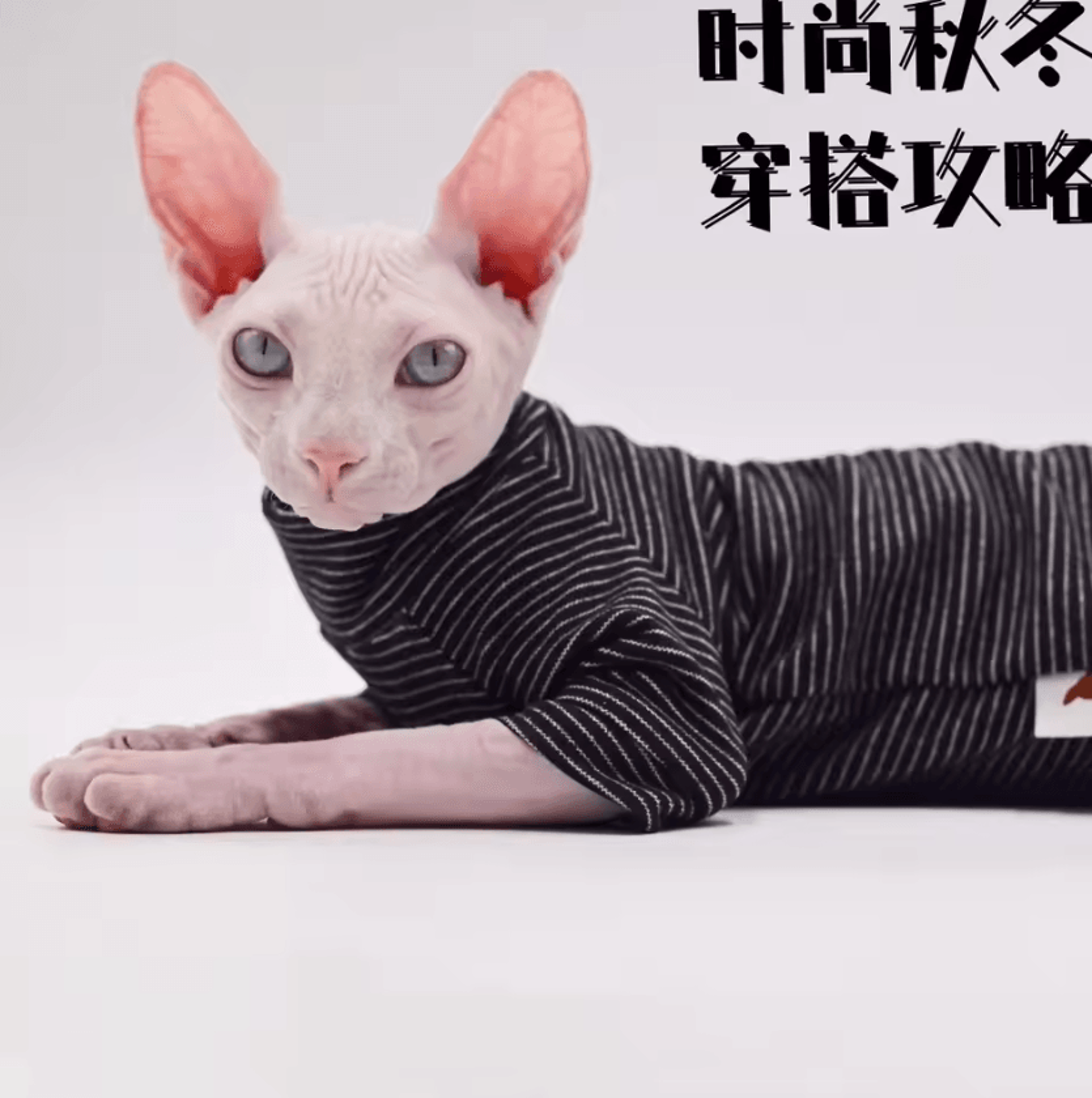 Cozy FourLegged Sphynx Cat Jacket For Hairless Cats 4