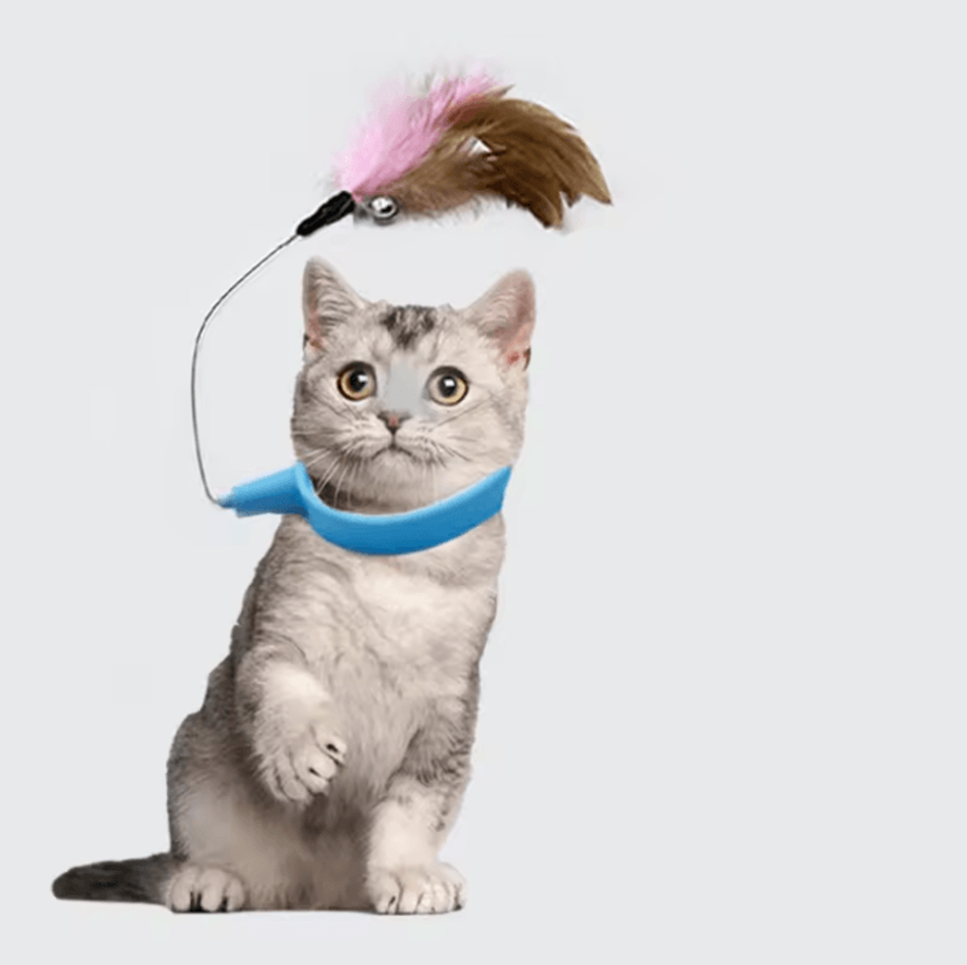 PlayLoop Feather Collar Toy For SelfEntertaining Cats  Kittens 1