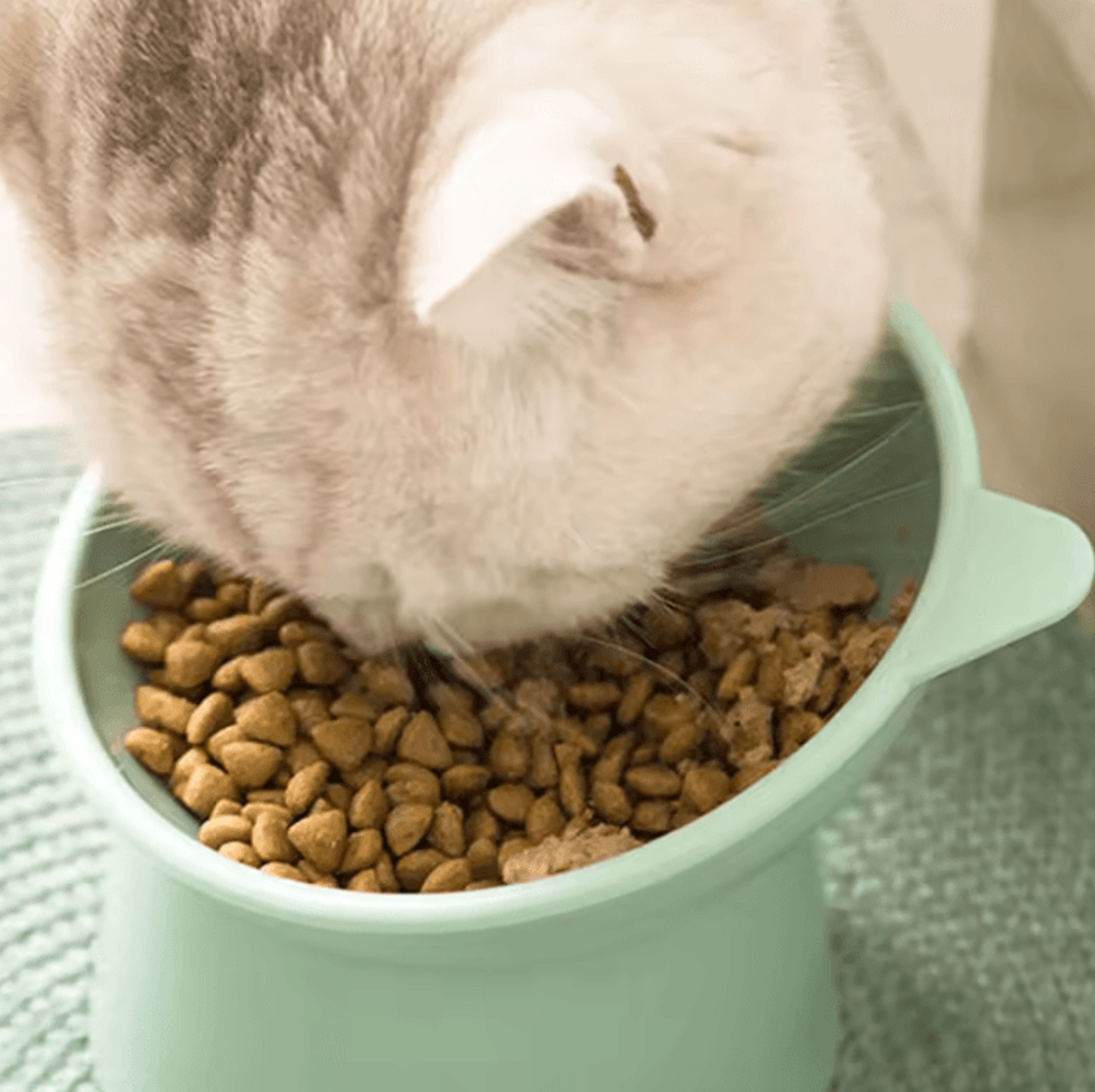 ComfortTilt Elevated Pet Feeding Bowl For Cats  Small Dogs 2