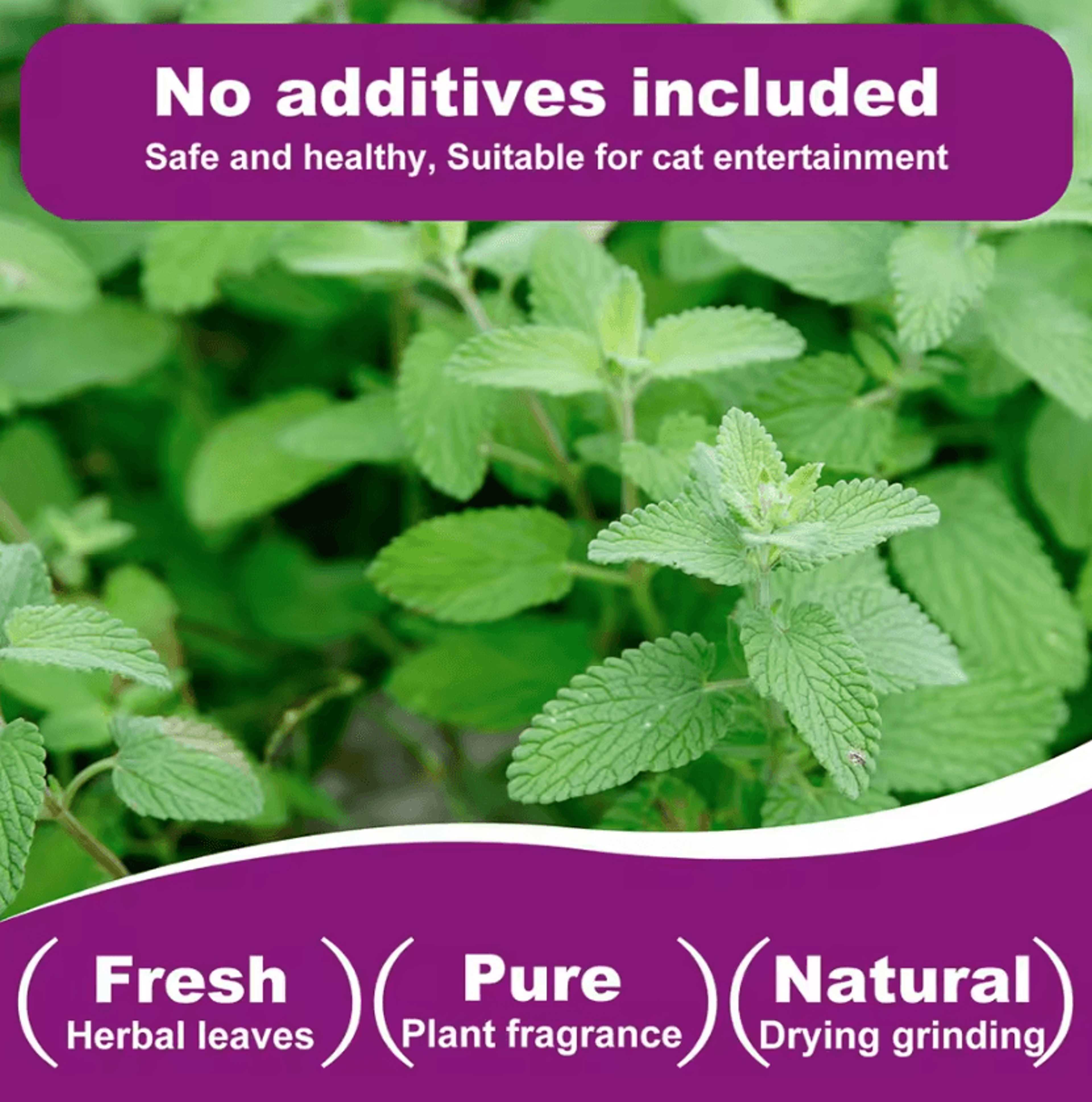 PurrBloom Premium Natural Catnip Jar For Cats  Kittens 2